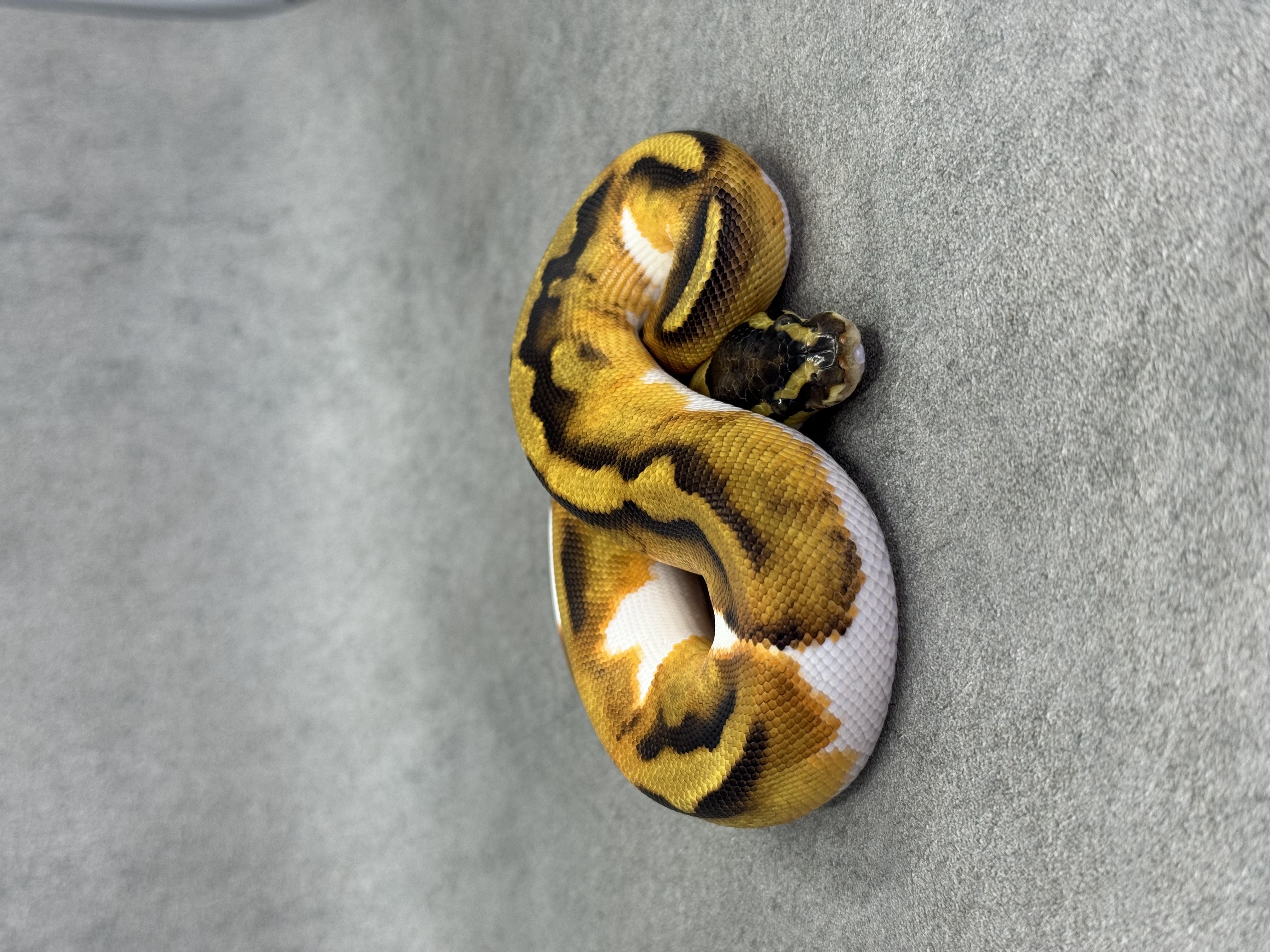 Ghi Enchi Piebald Het Hypo 4