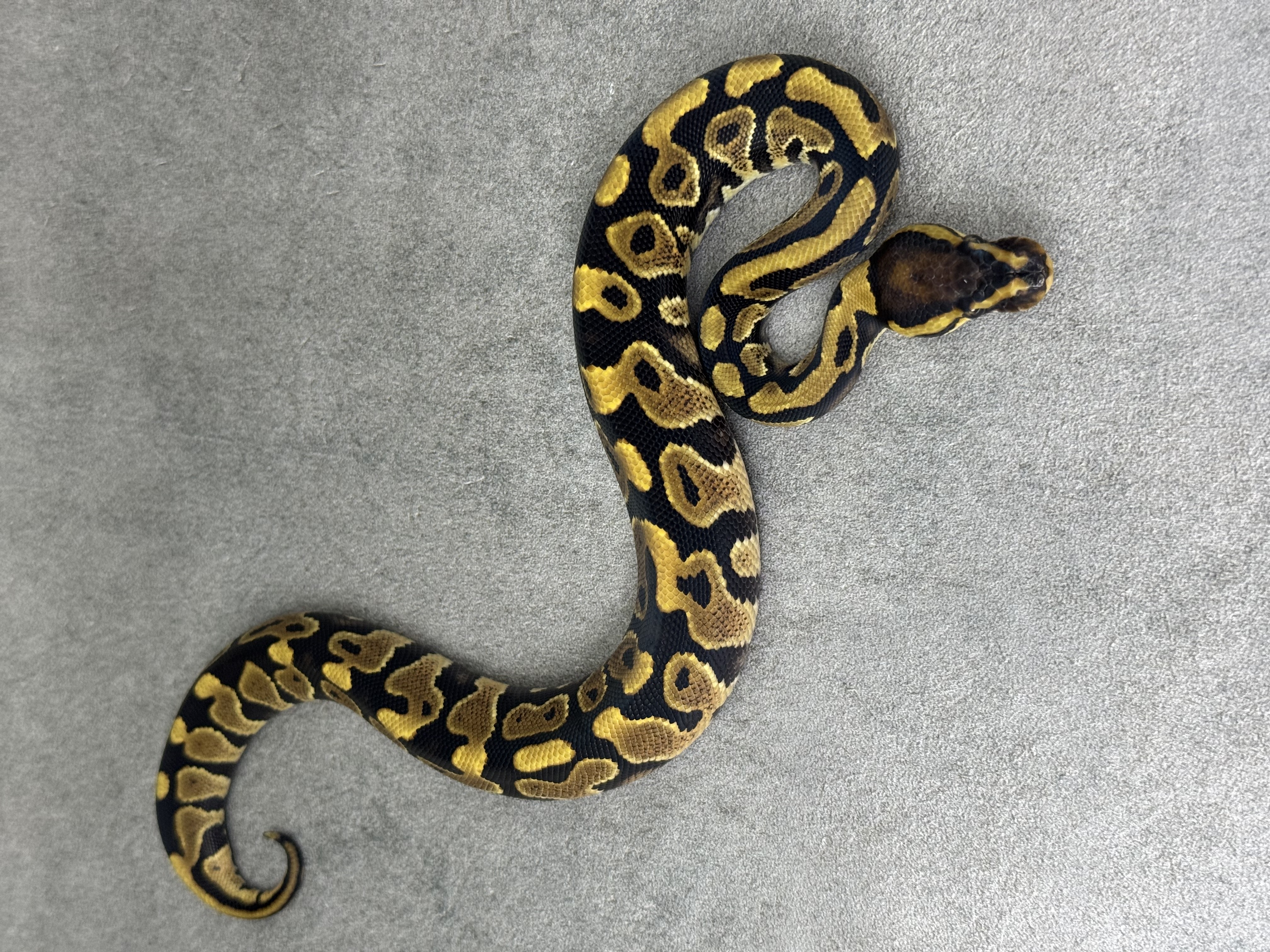 Yellow Belly Het Clown Het Desert Ghost Poss Het PIebald 2