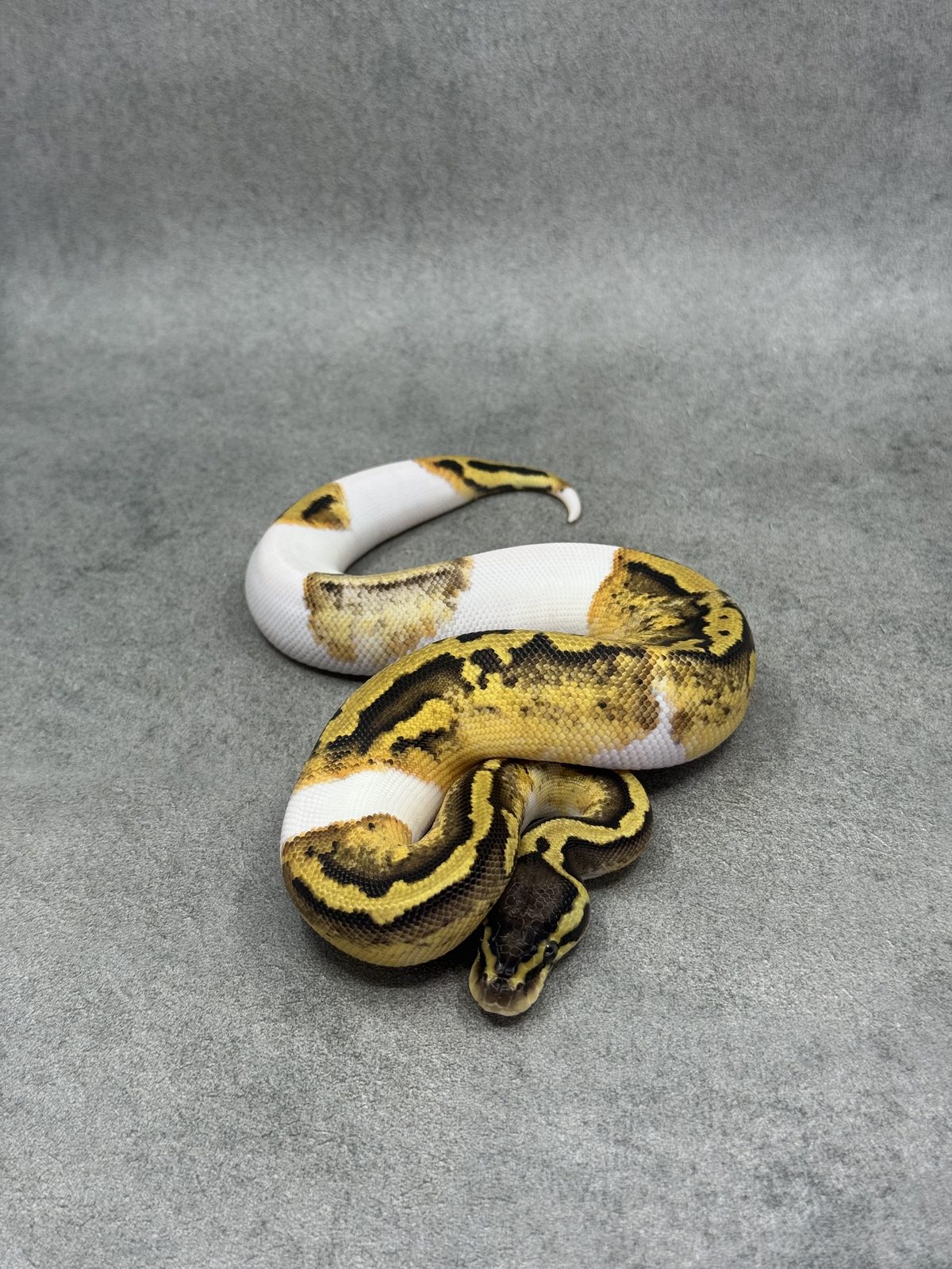 Pastel Panther Piebald 3