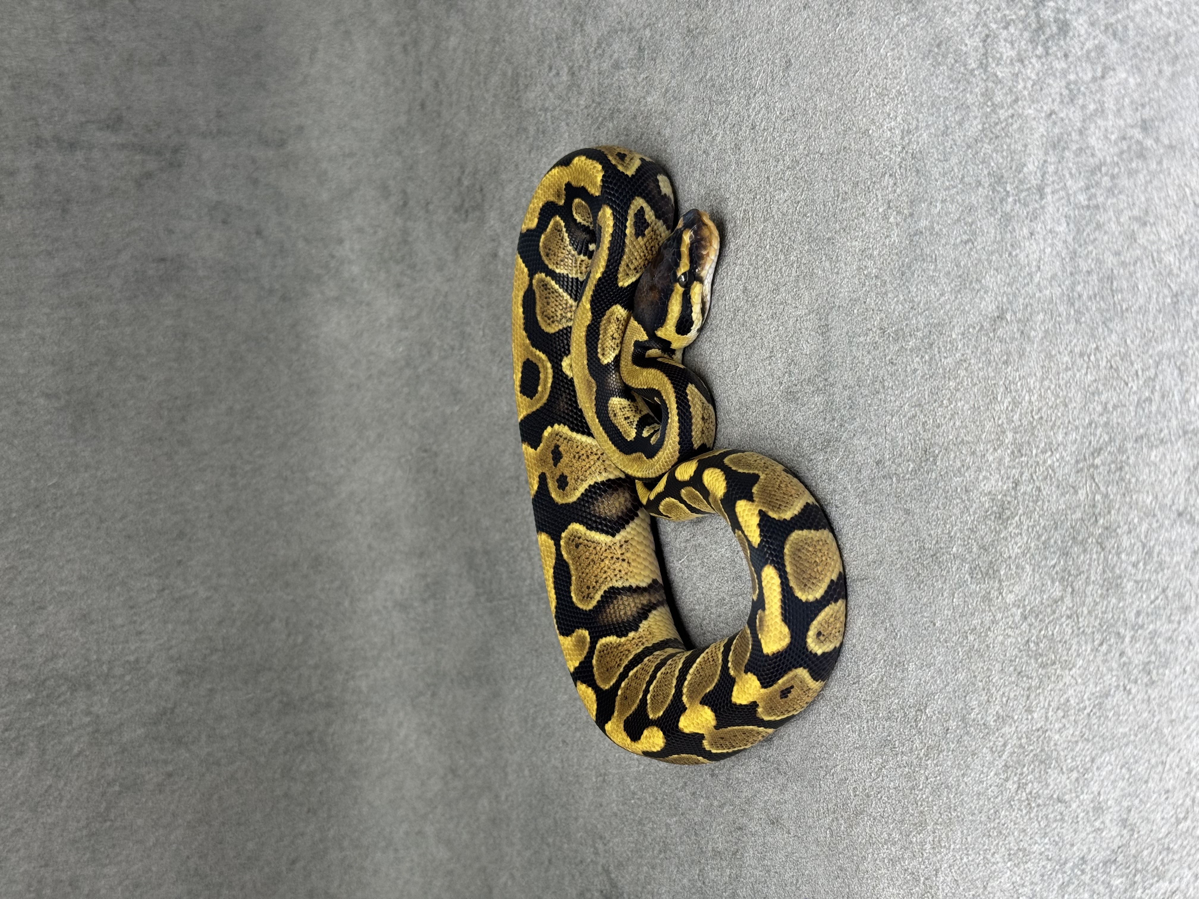 Yellow Belly Het Desert Ghost Het Clown Poss Het Piebald 3