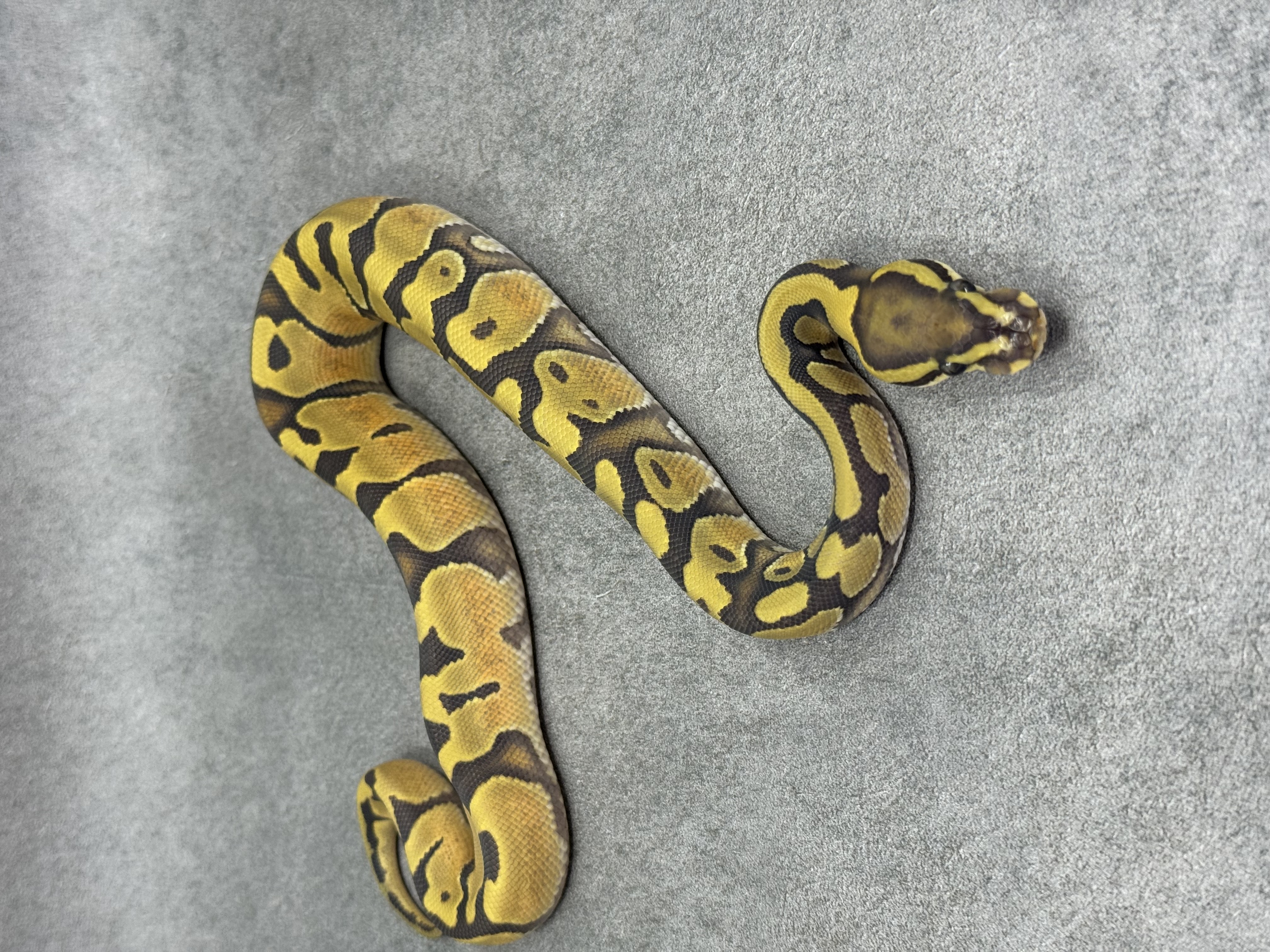 Enchi Hypo Het Piebald 3