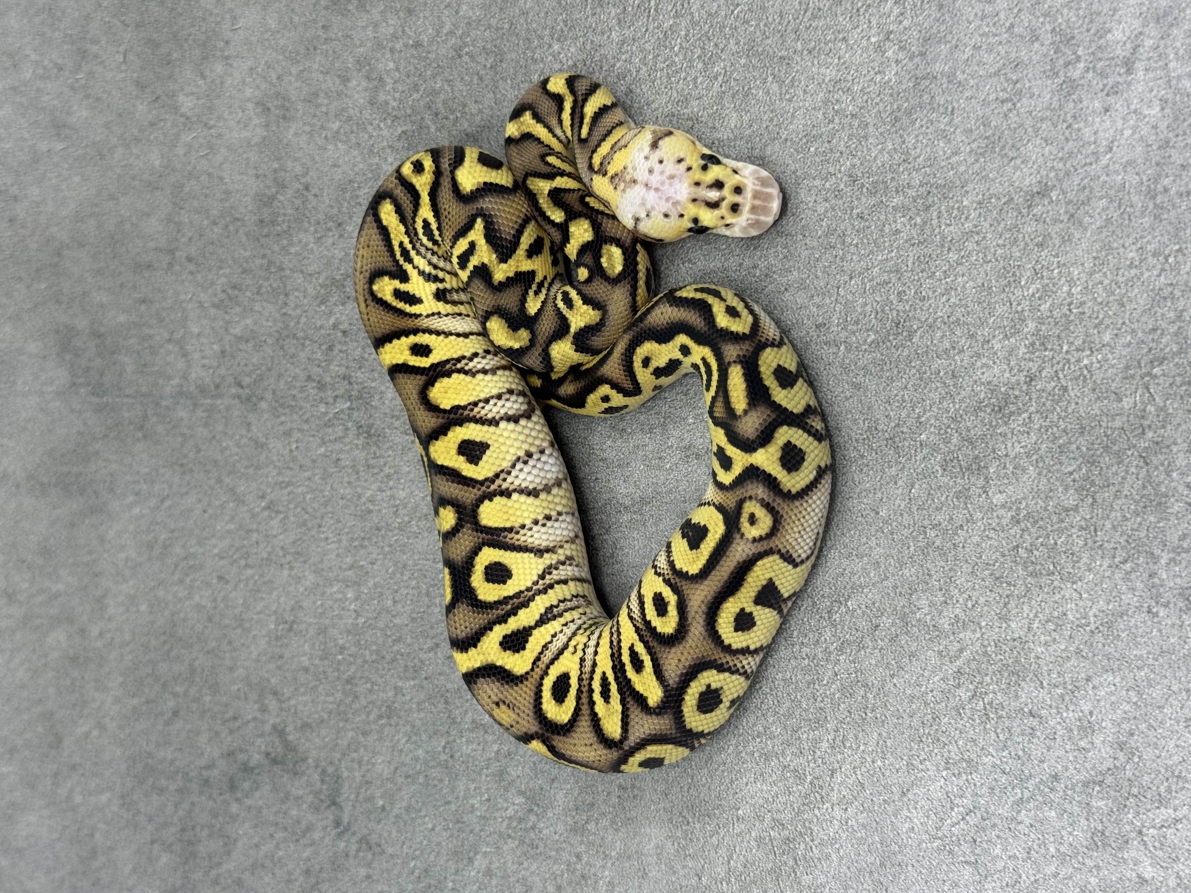 Cypress Pastel Enchi Clown