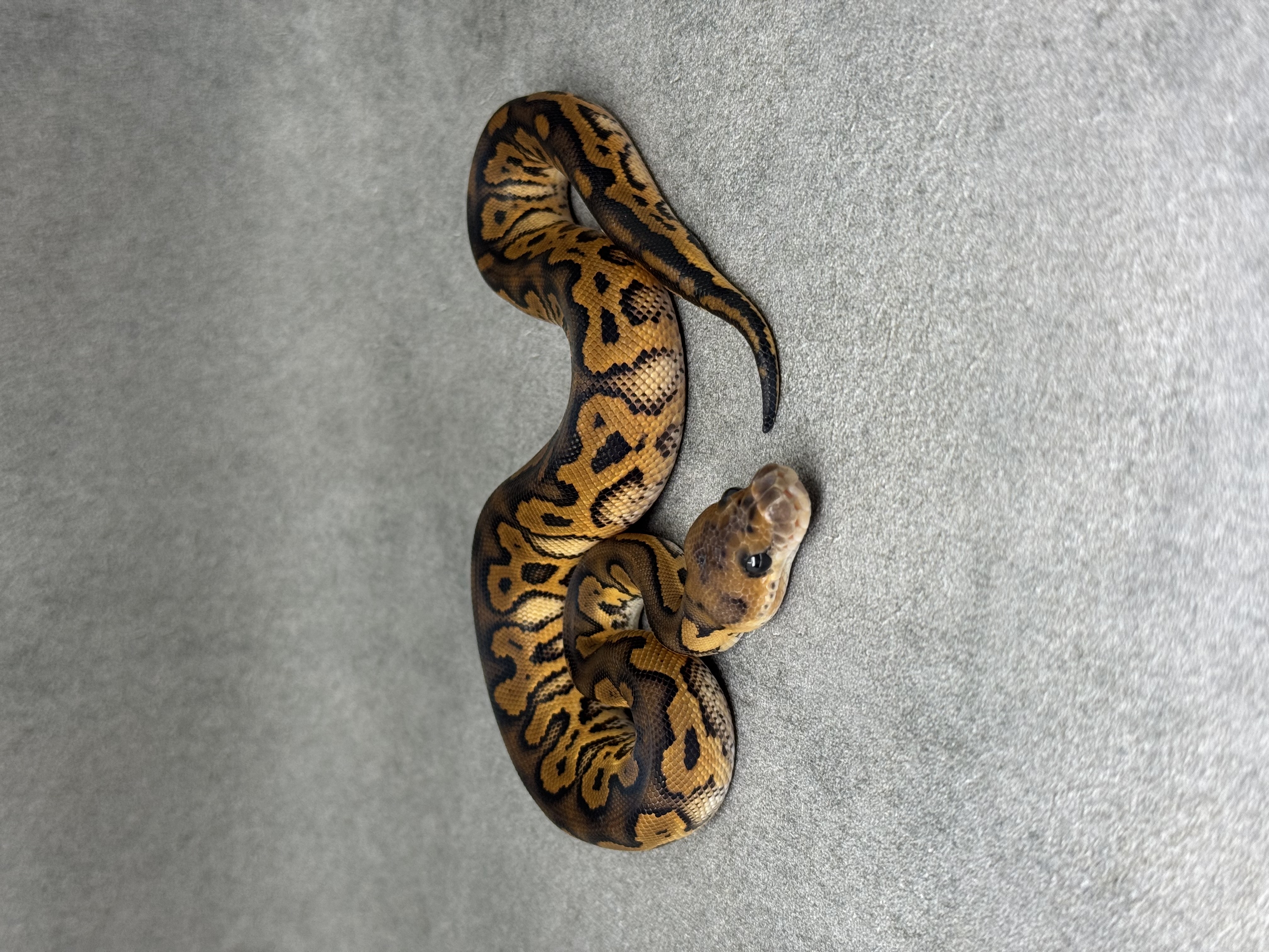 Black Pastel Redstripe Clown