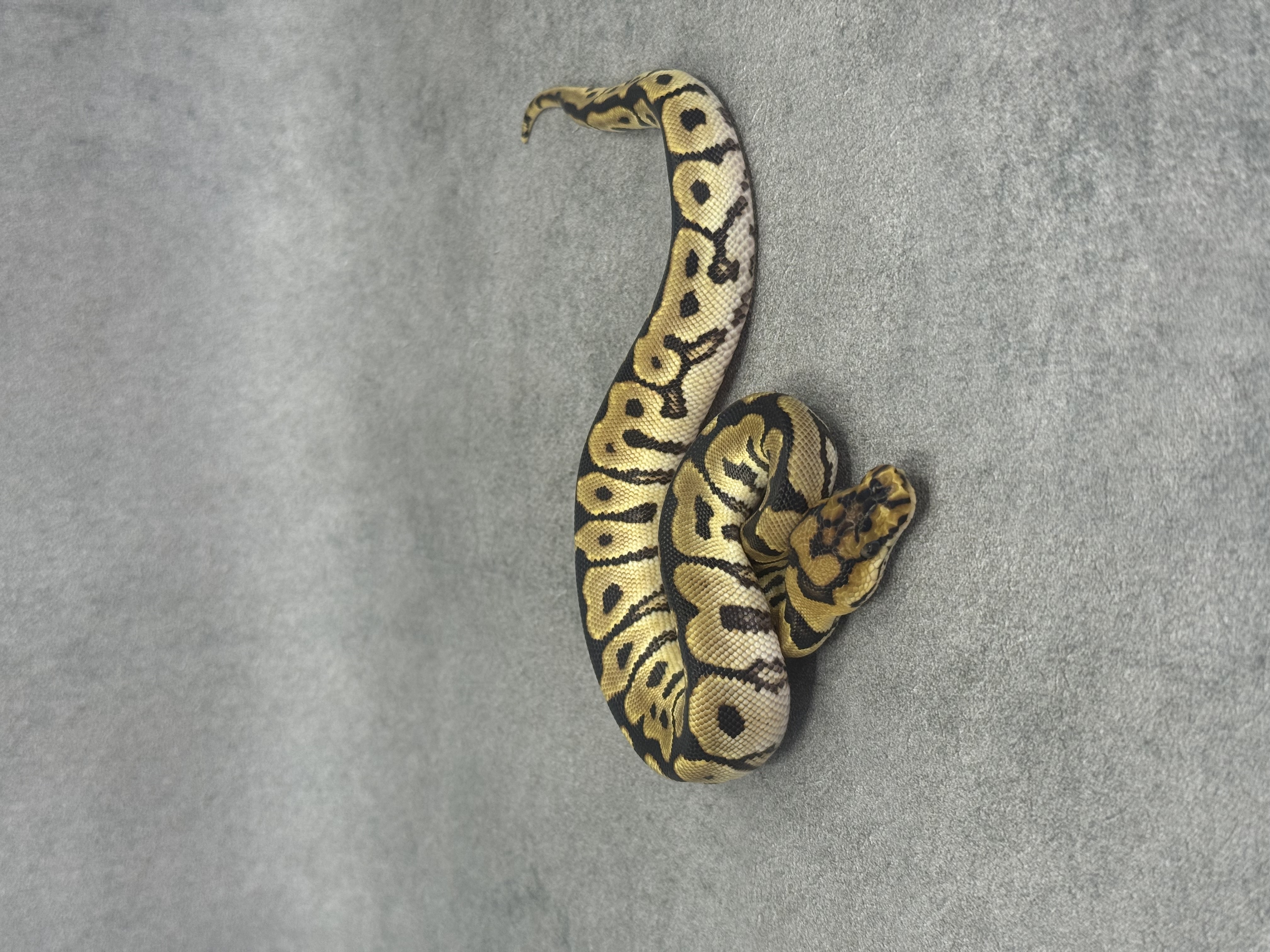 Spotnose Enchi Clown 4