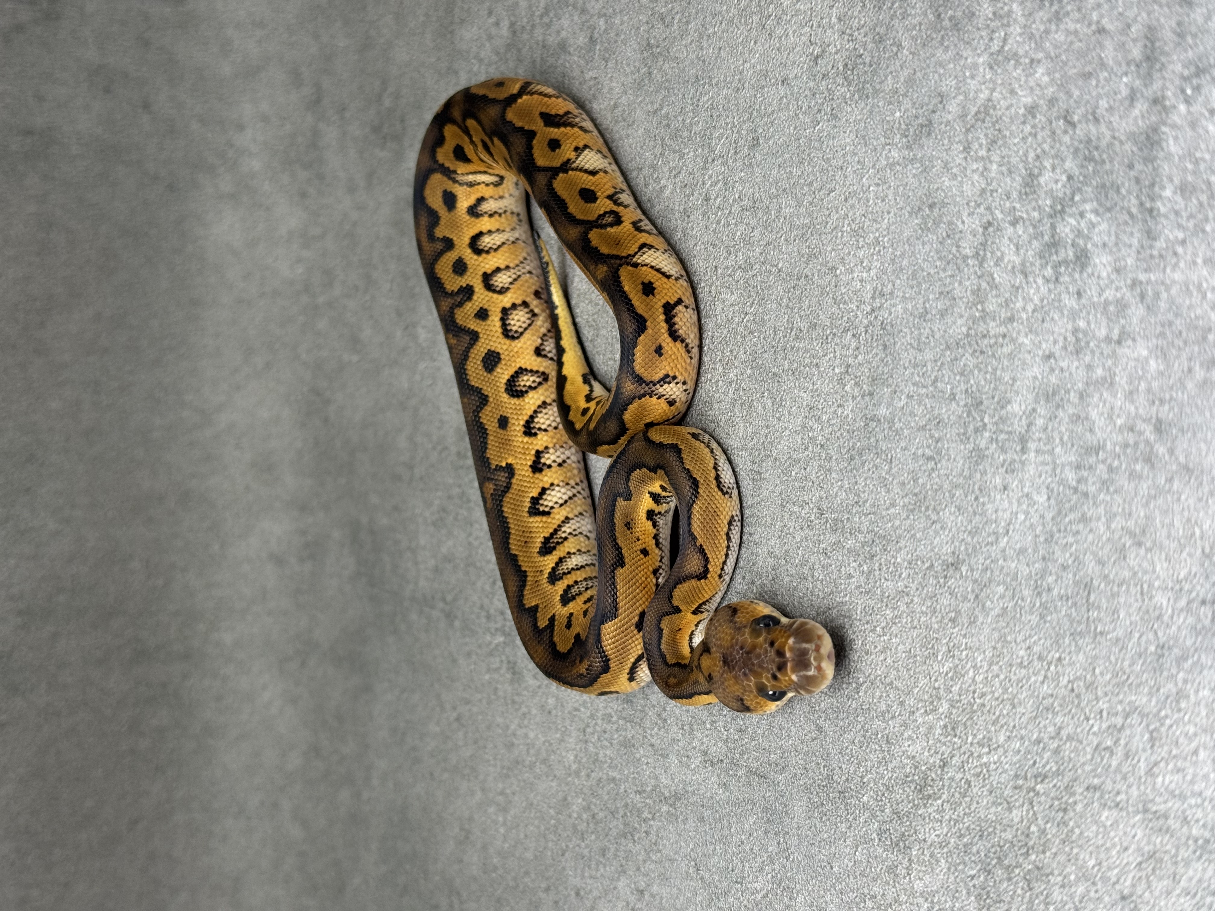 Black Pastel Redstripe Clown 5