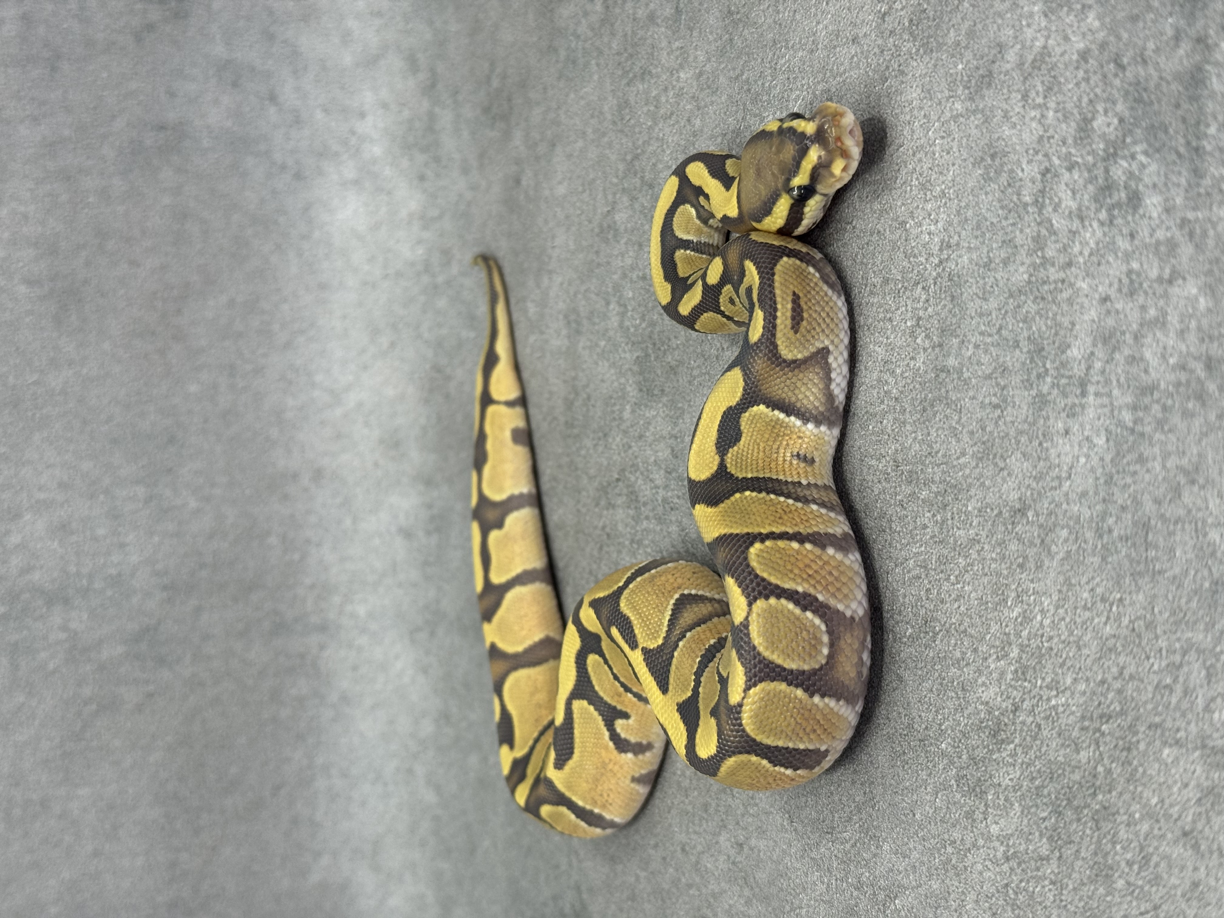 Enchi Hypo Het Piebald