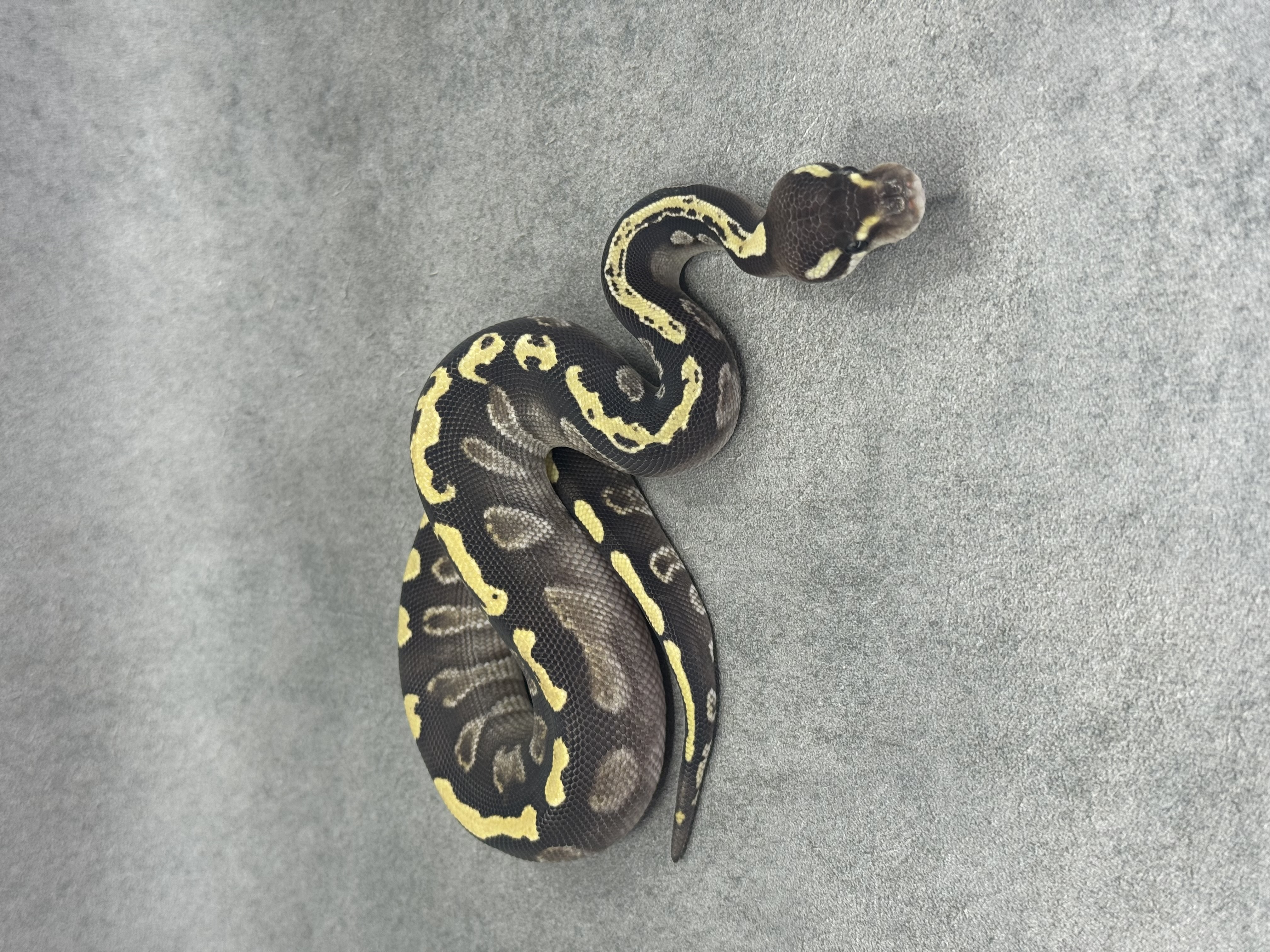 Ghi Mojave Het Desert Ghost
