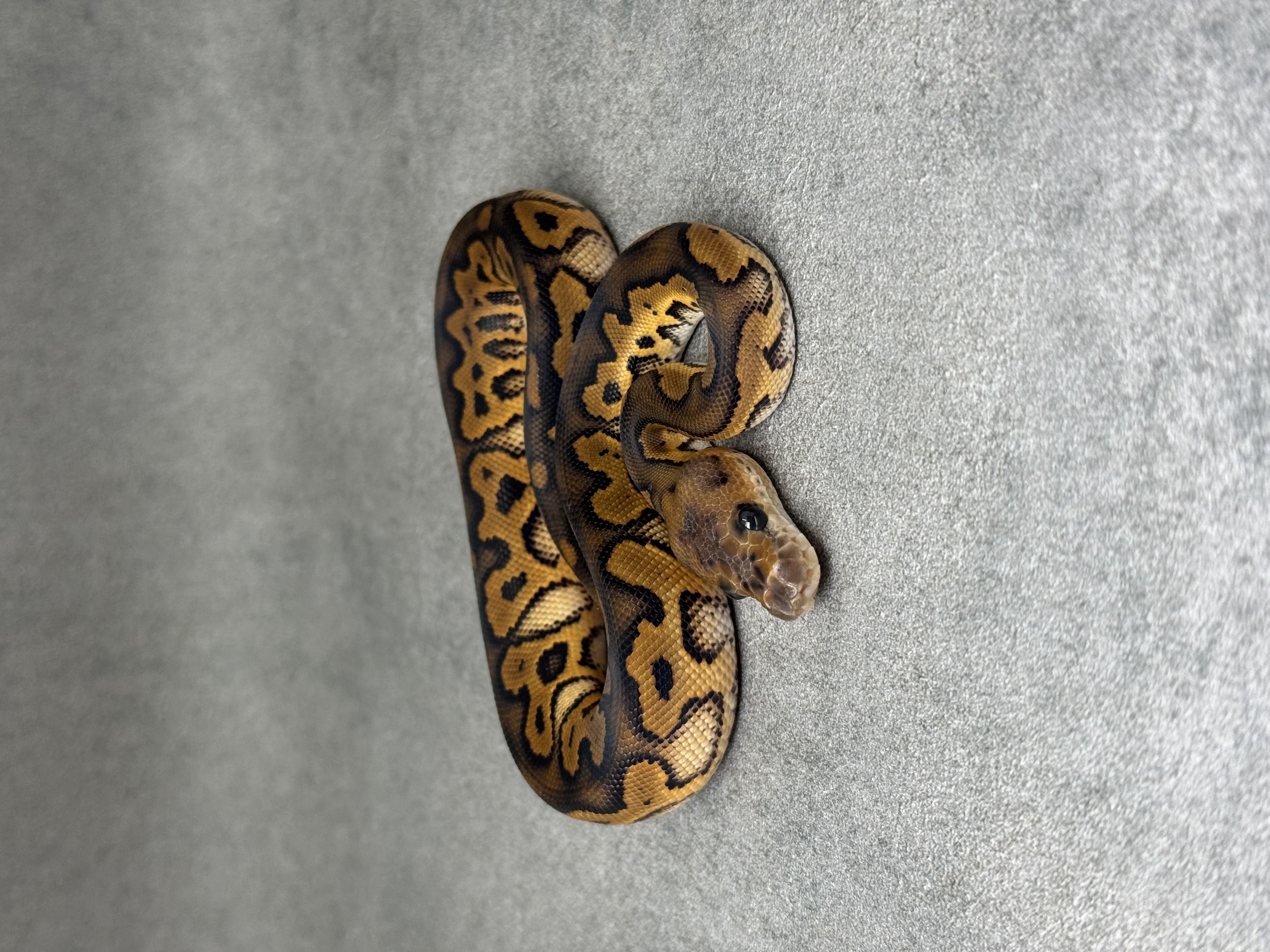 Black Pastel Redstripe Clown 3