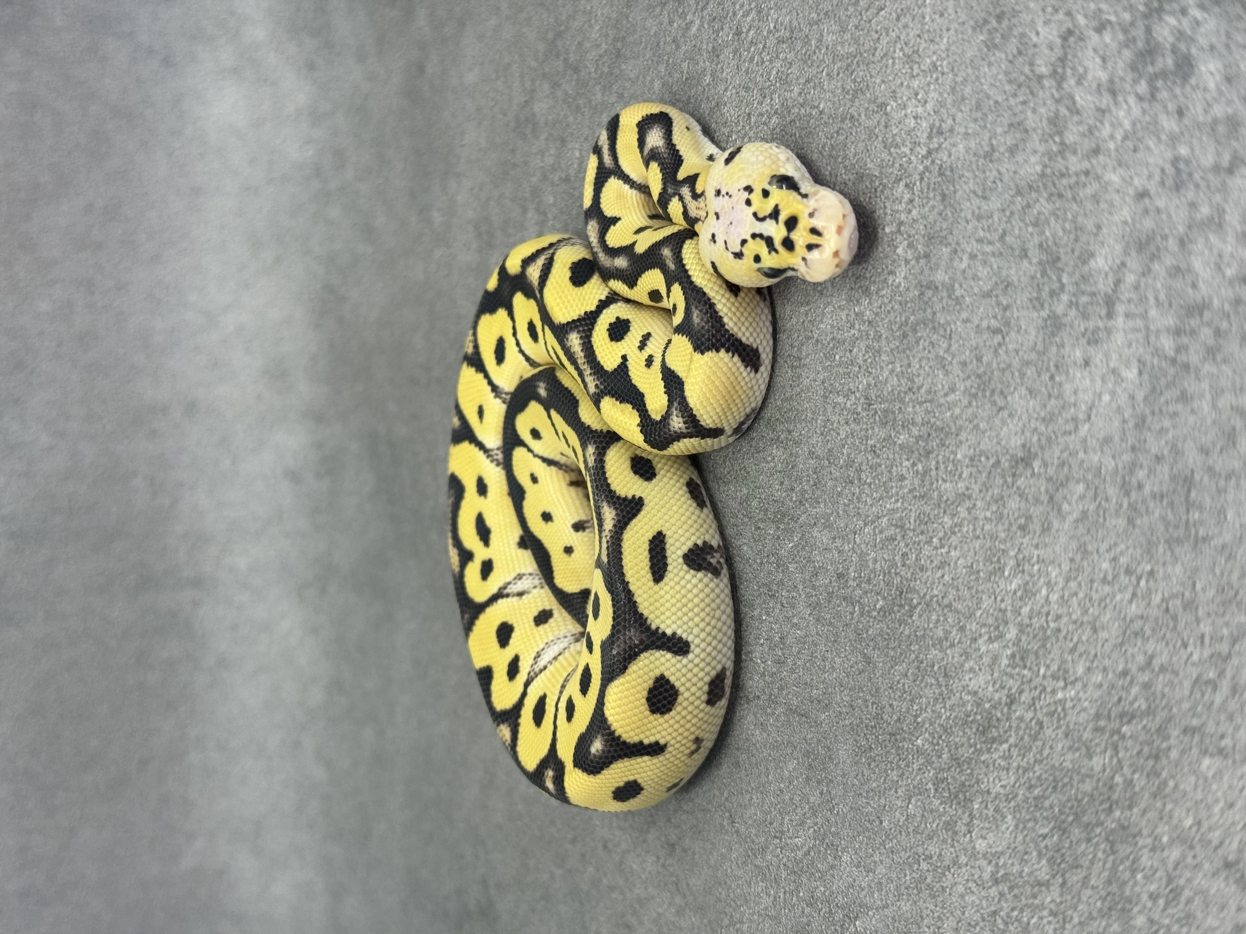 Pastel Desert Ghost Clown 5