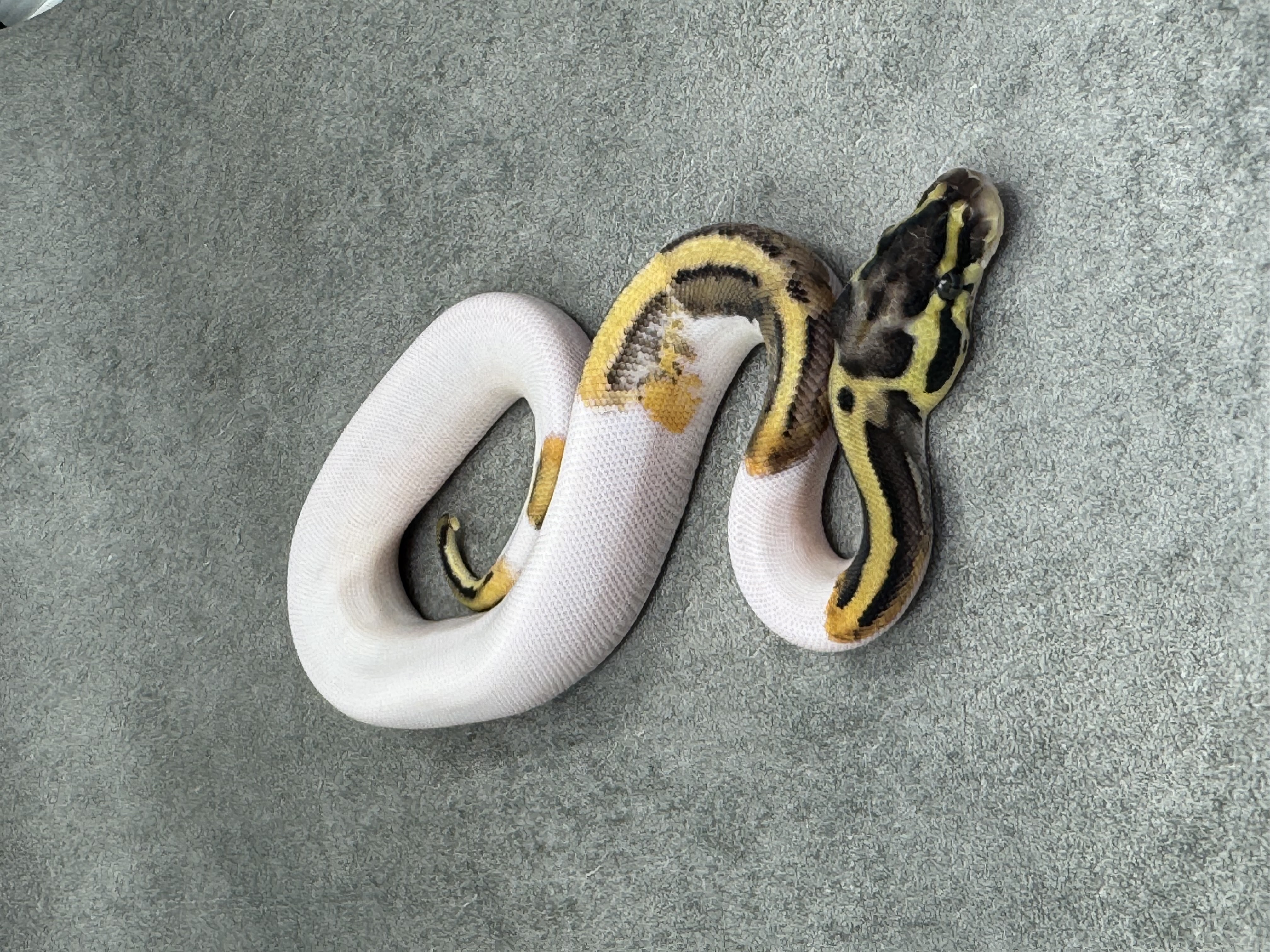 Pastel Panther Leopard Piebald 4