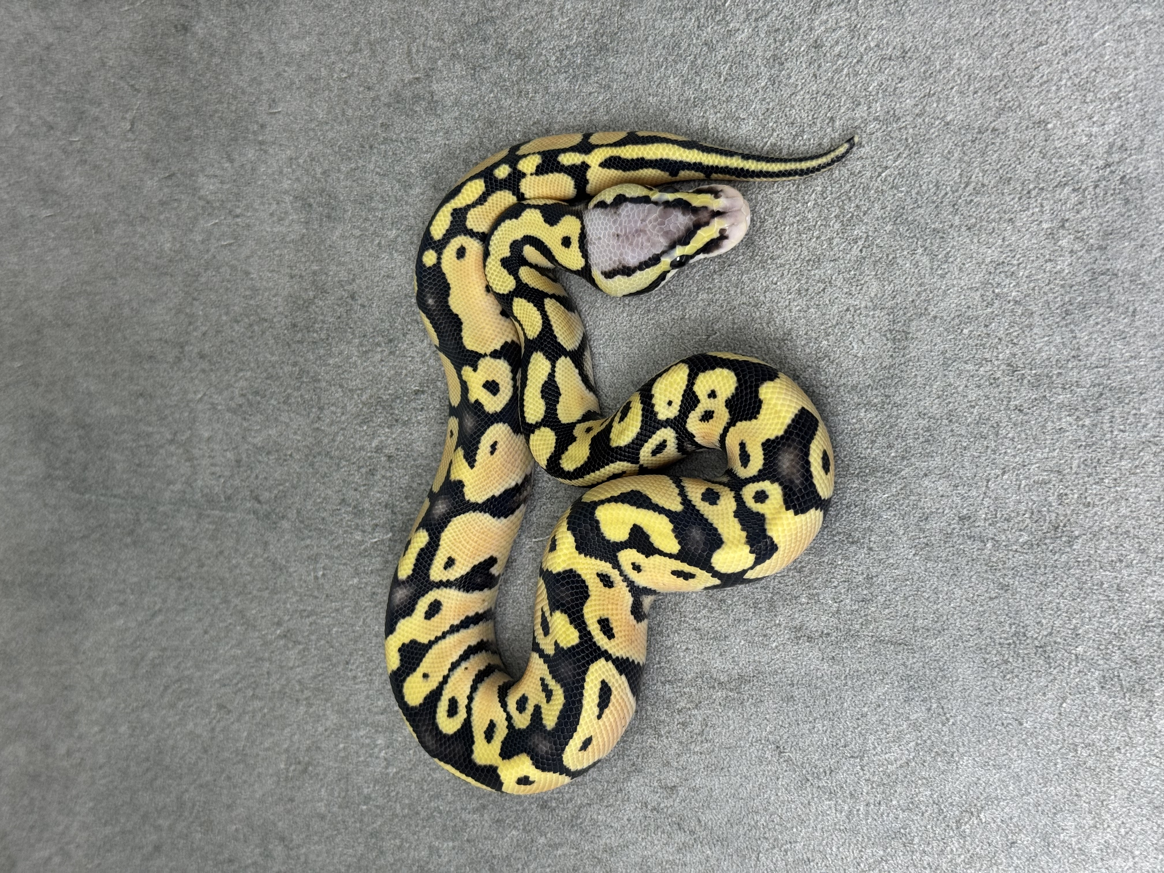 Pastel Desert Ghost Het Clown 2