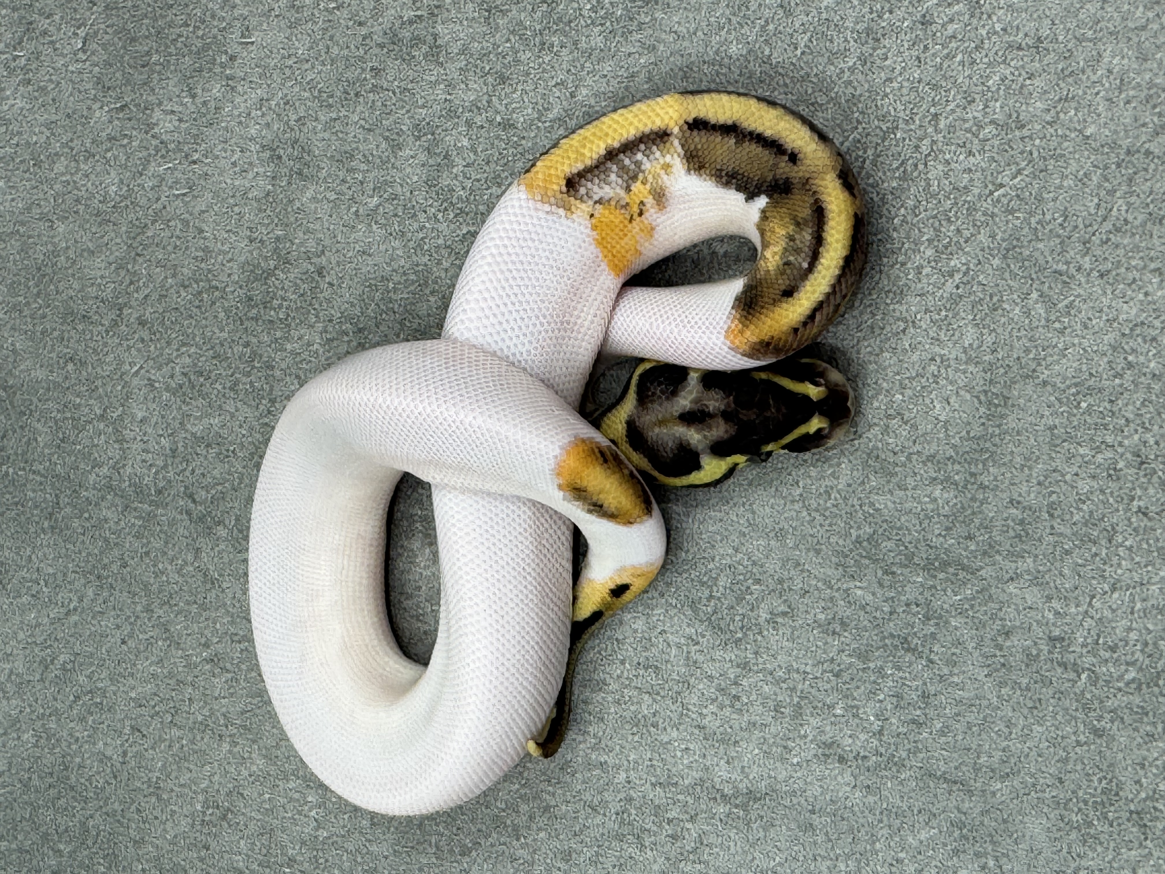 Pastel Panther Leopard Piebald 2