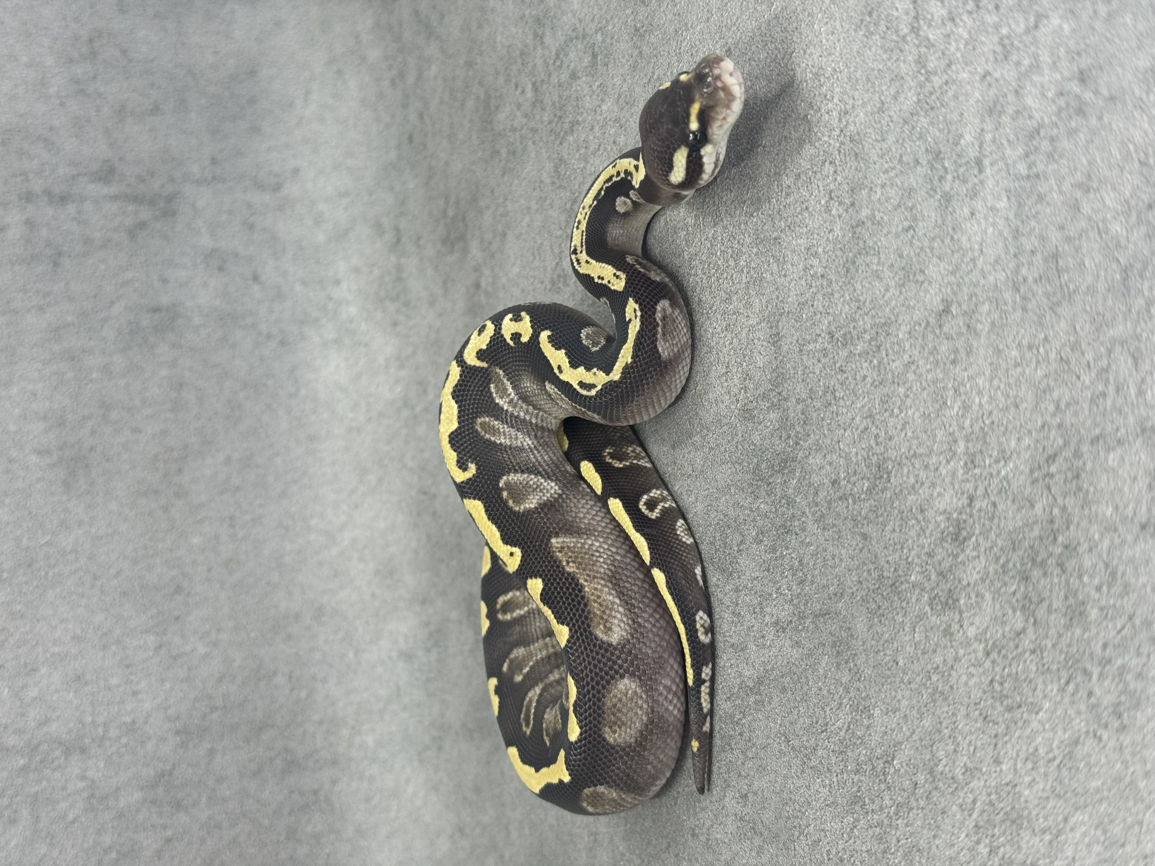 Ghi Mojave Het Desert Ghost 2