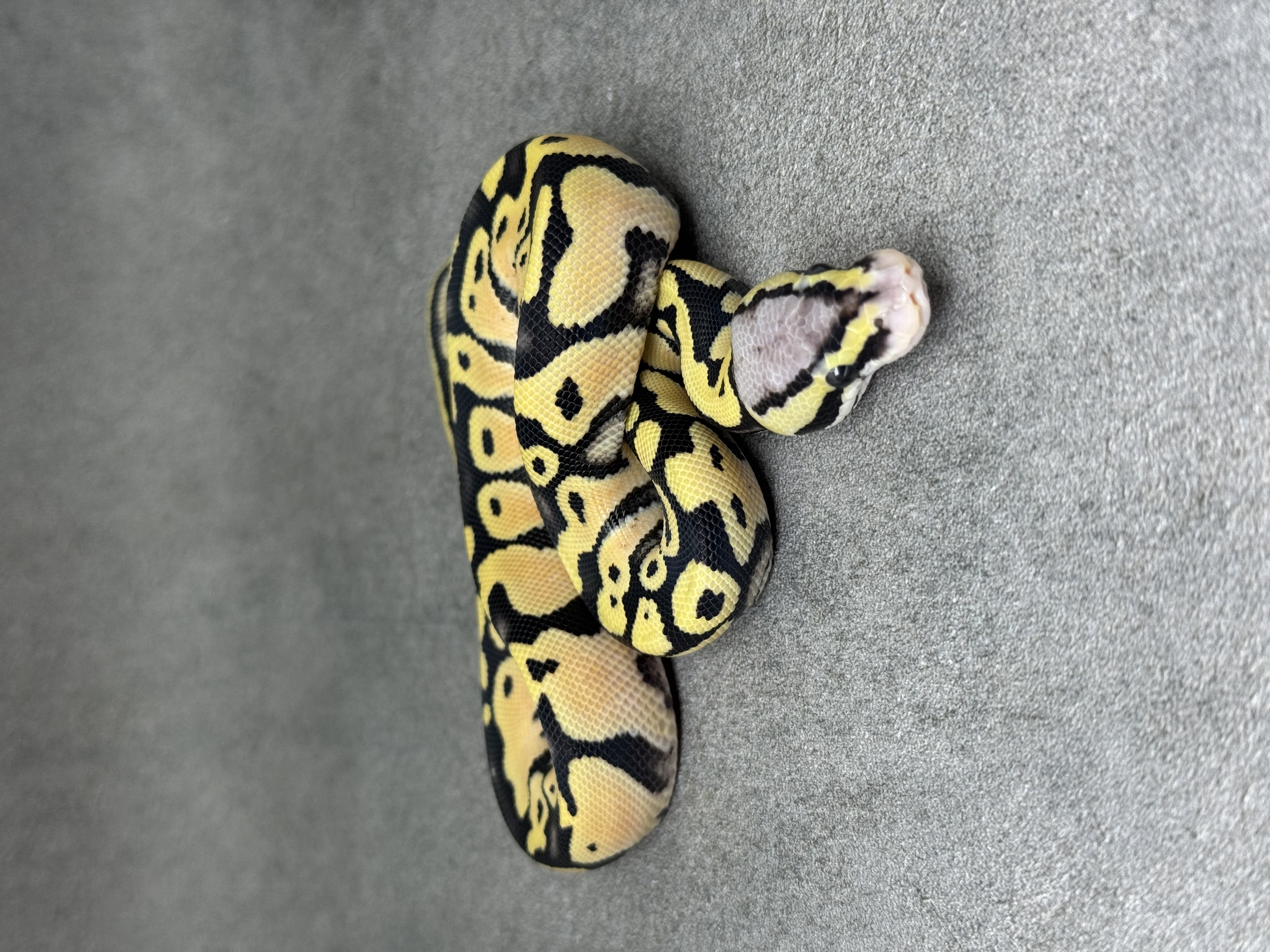 Pastel Desert Ghost Het Clown 4