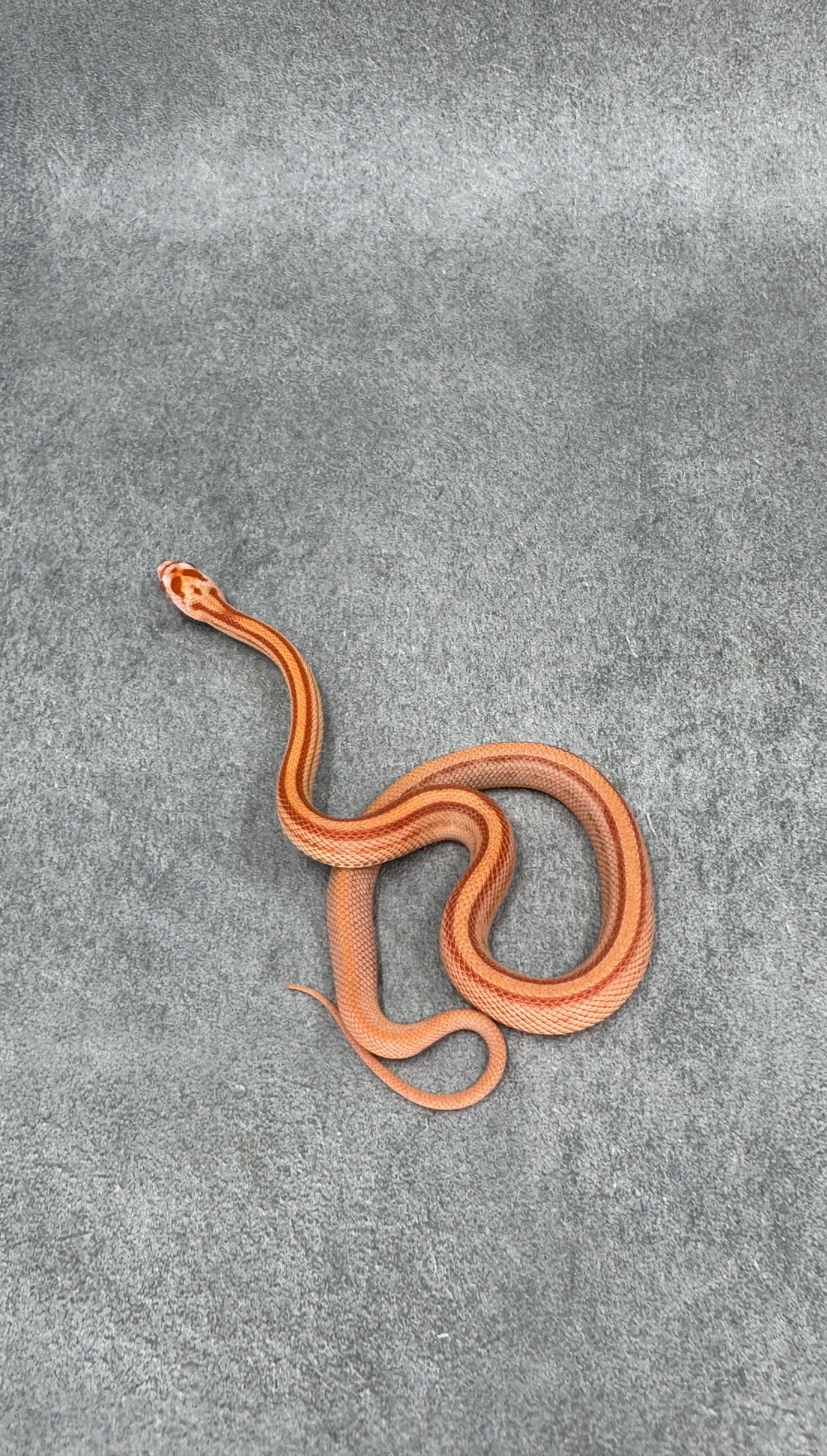 Amel Stripe Het Caramel Hypo 2