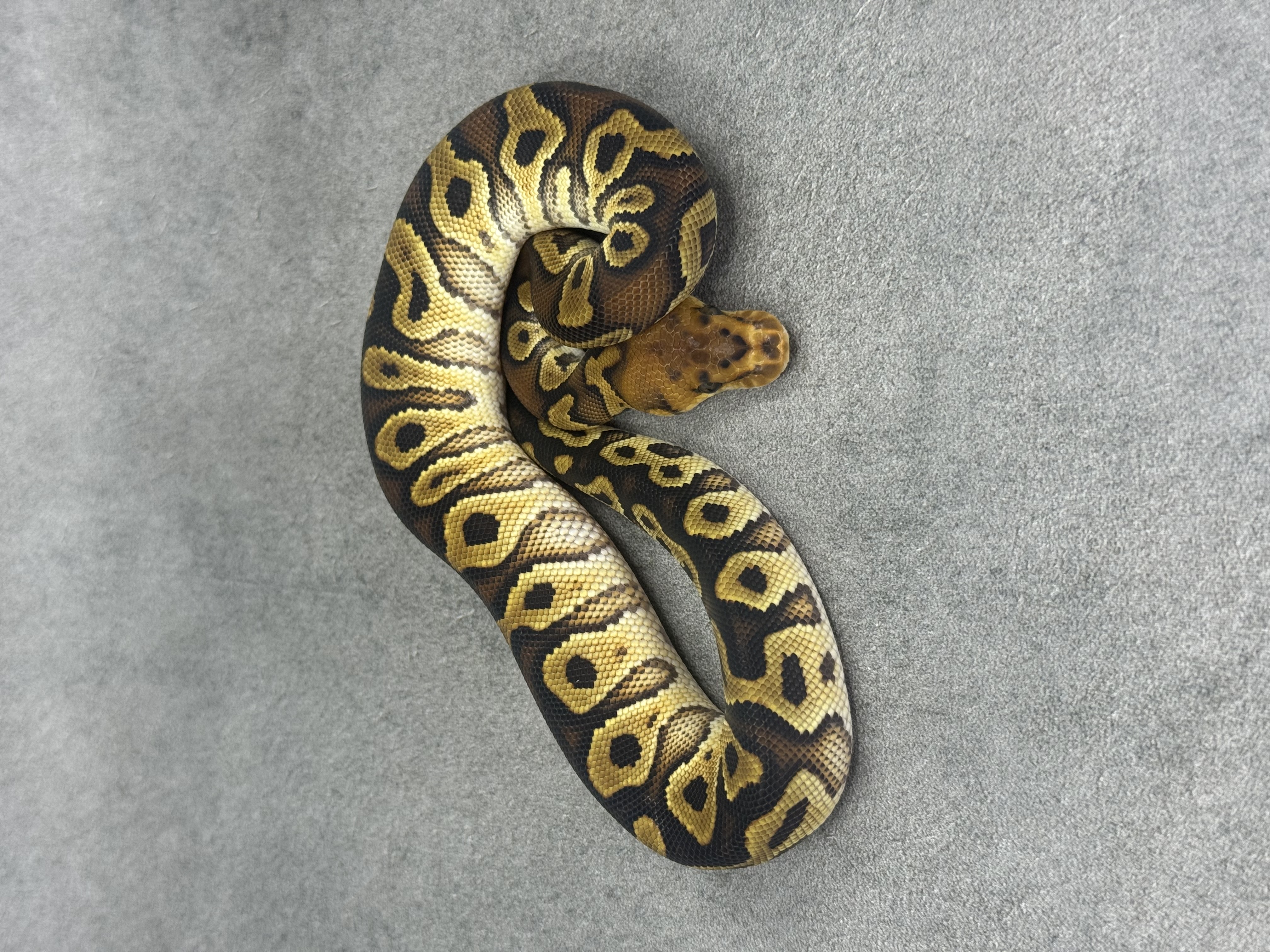 Bongo Cypress Clown Poss Enchi 3