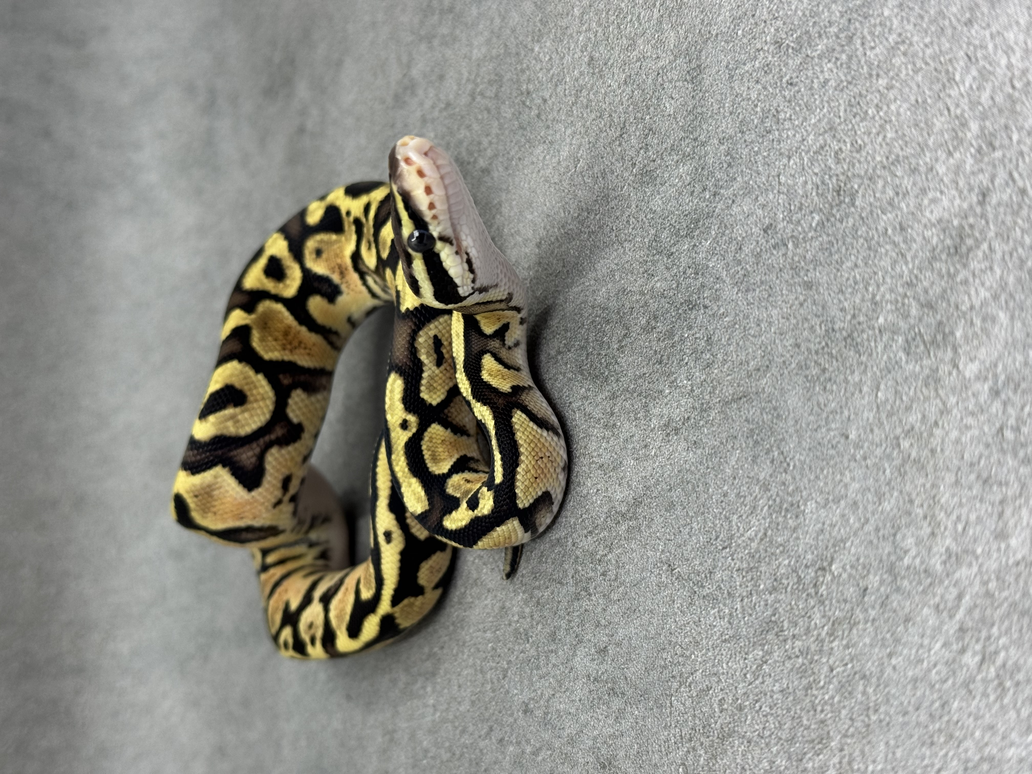 Pastel Het Piebald 3