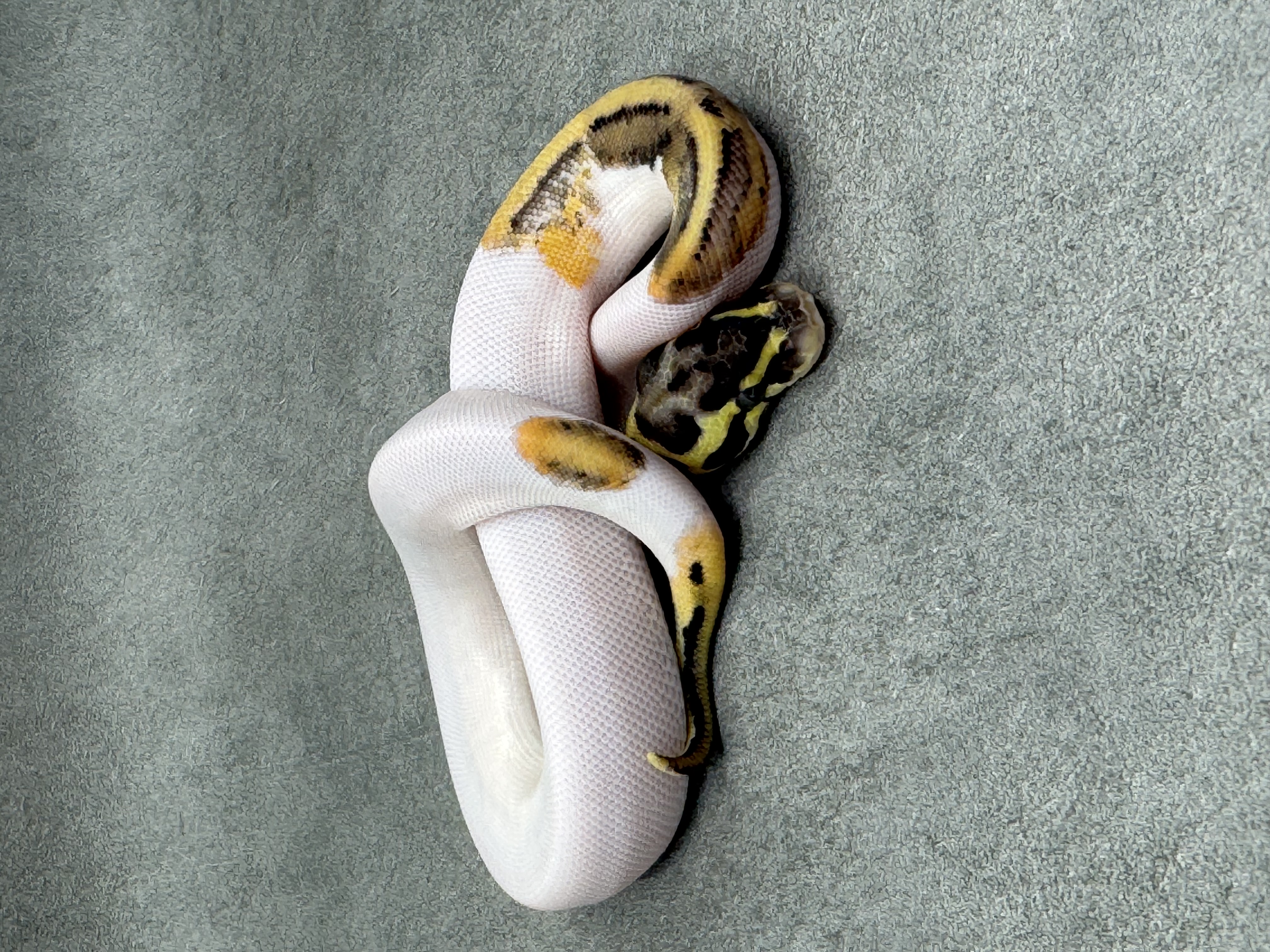 Pastel Panther Leopard Piebald