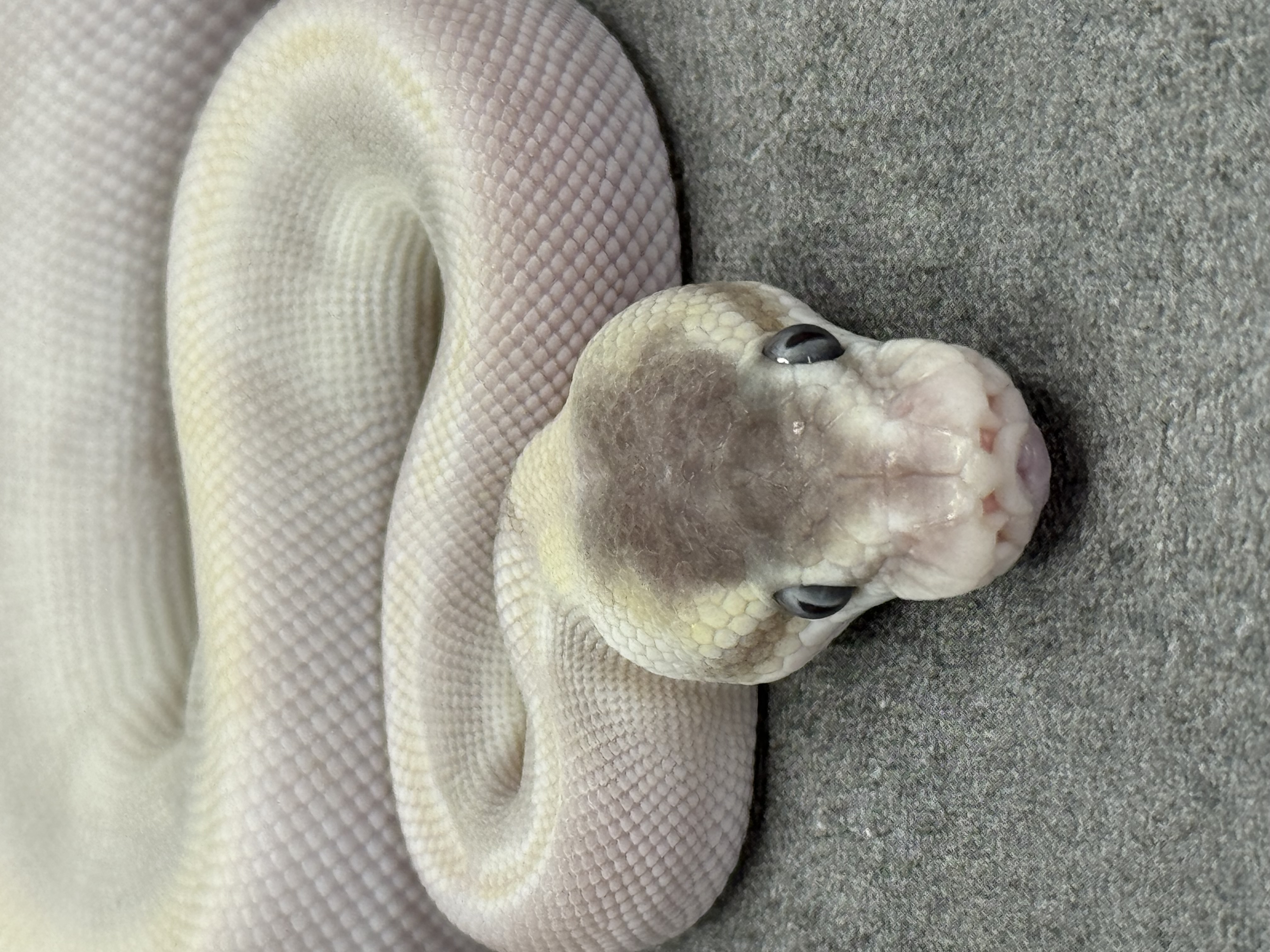 Special Mojave Ghi Het Desert Ghost 2