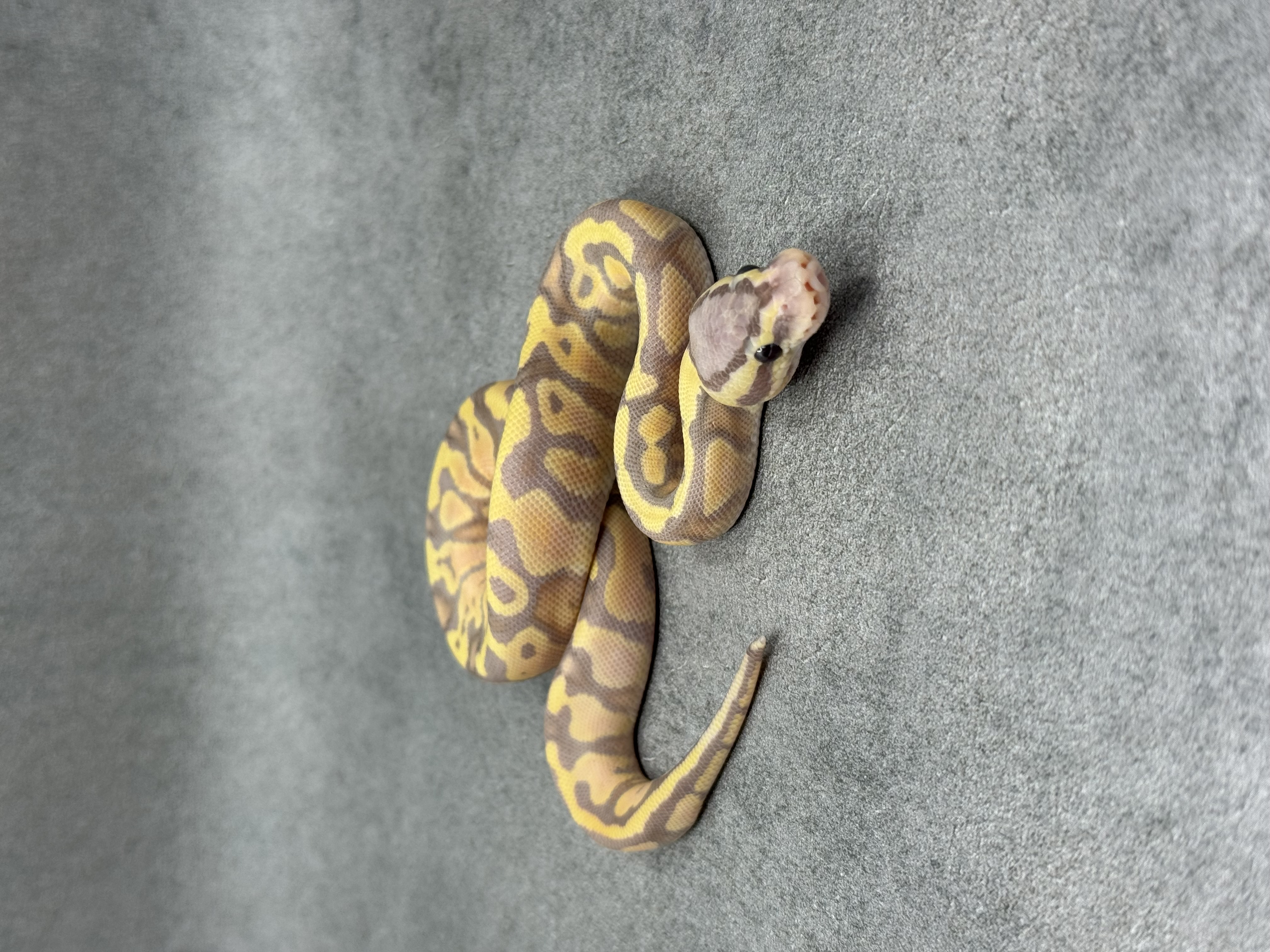 Chocolate Banana Pastel Het Clown 2