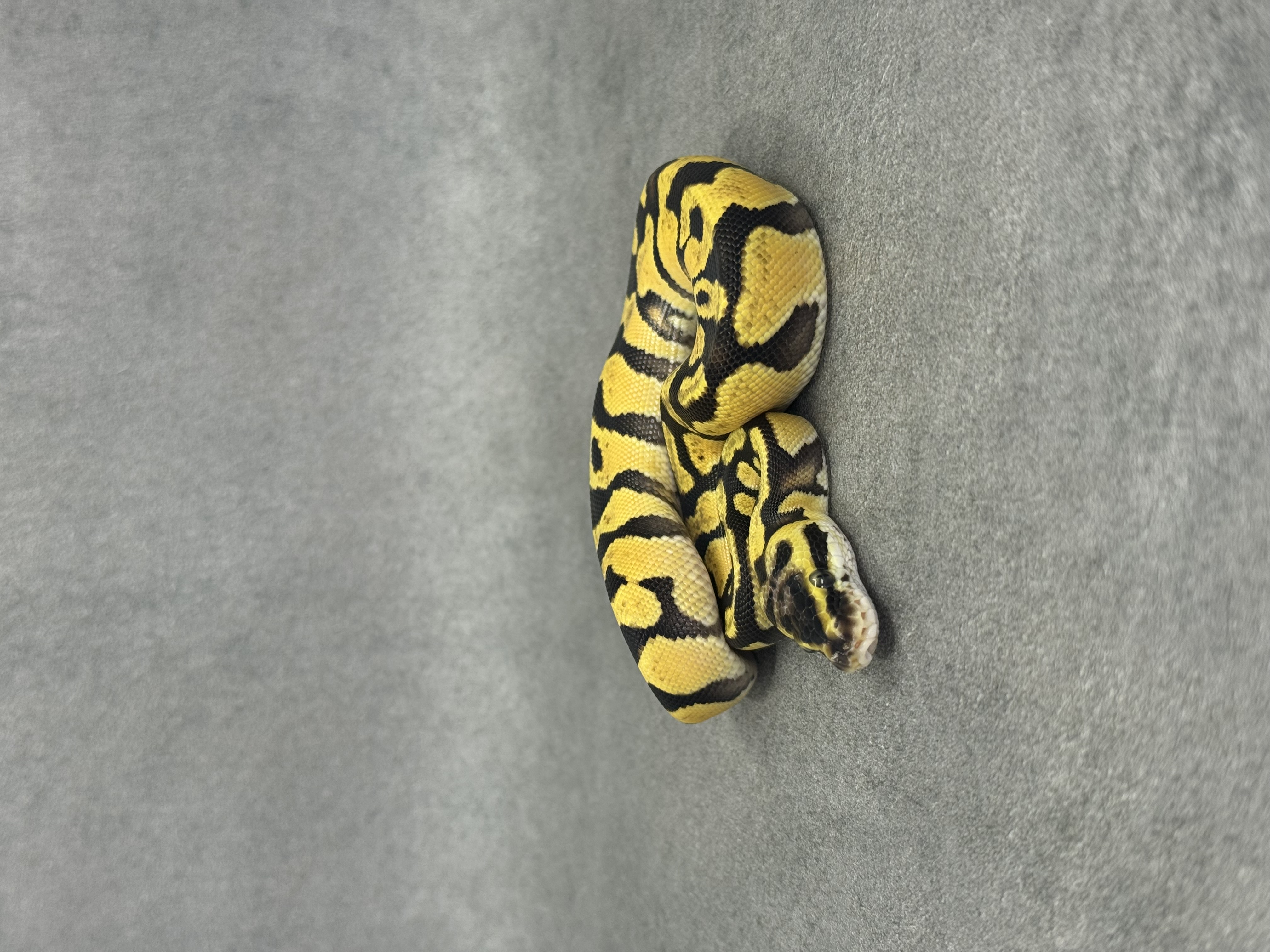 Enchi Orange Dream Het Clown Het Desert Ghost