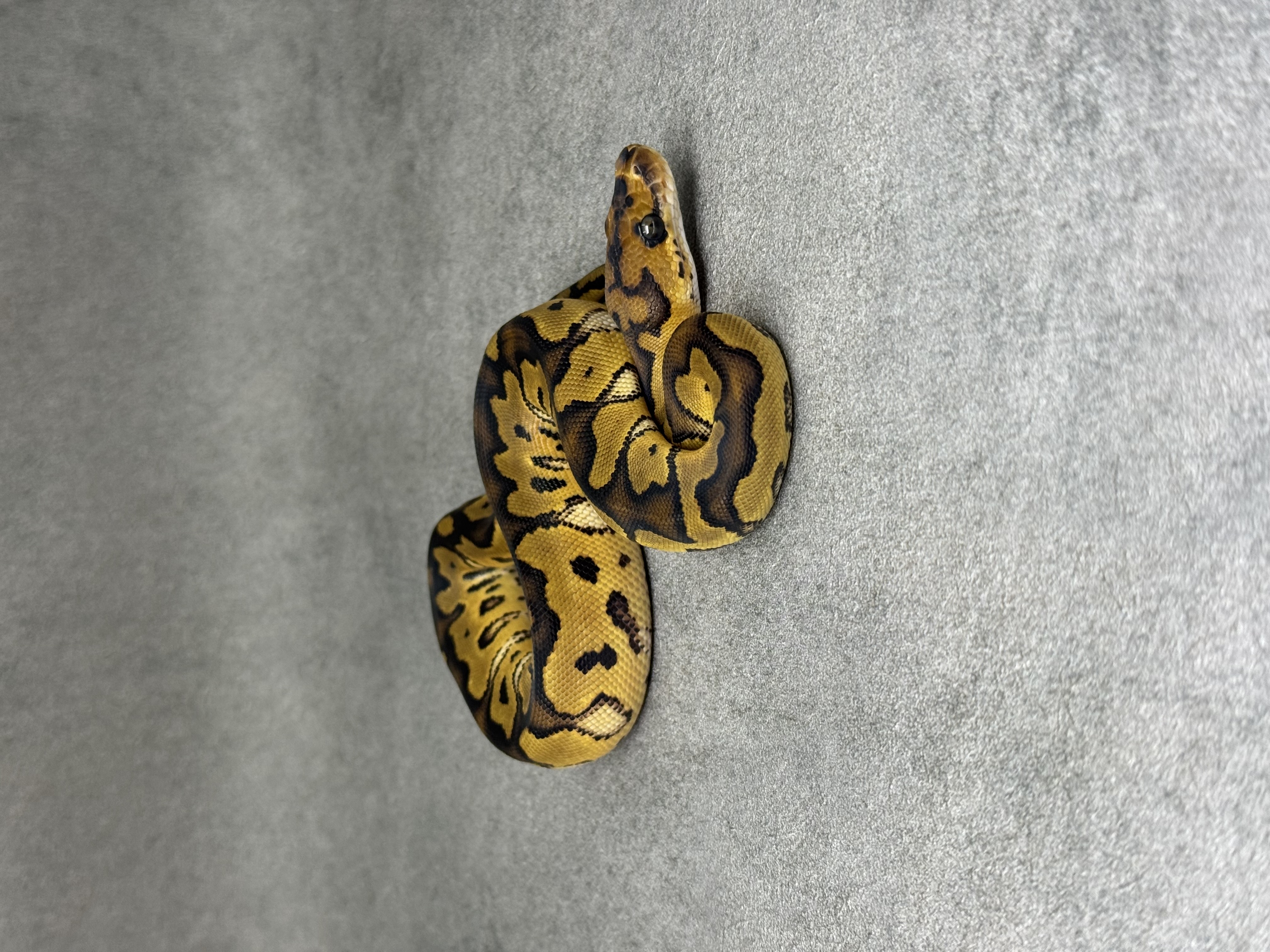 Yellow Belly Clown