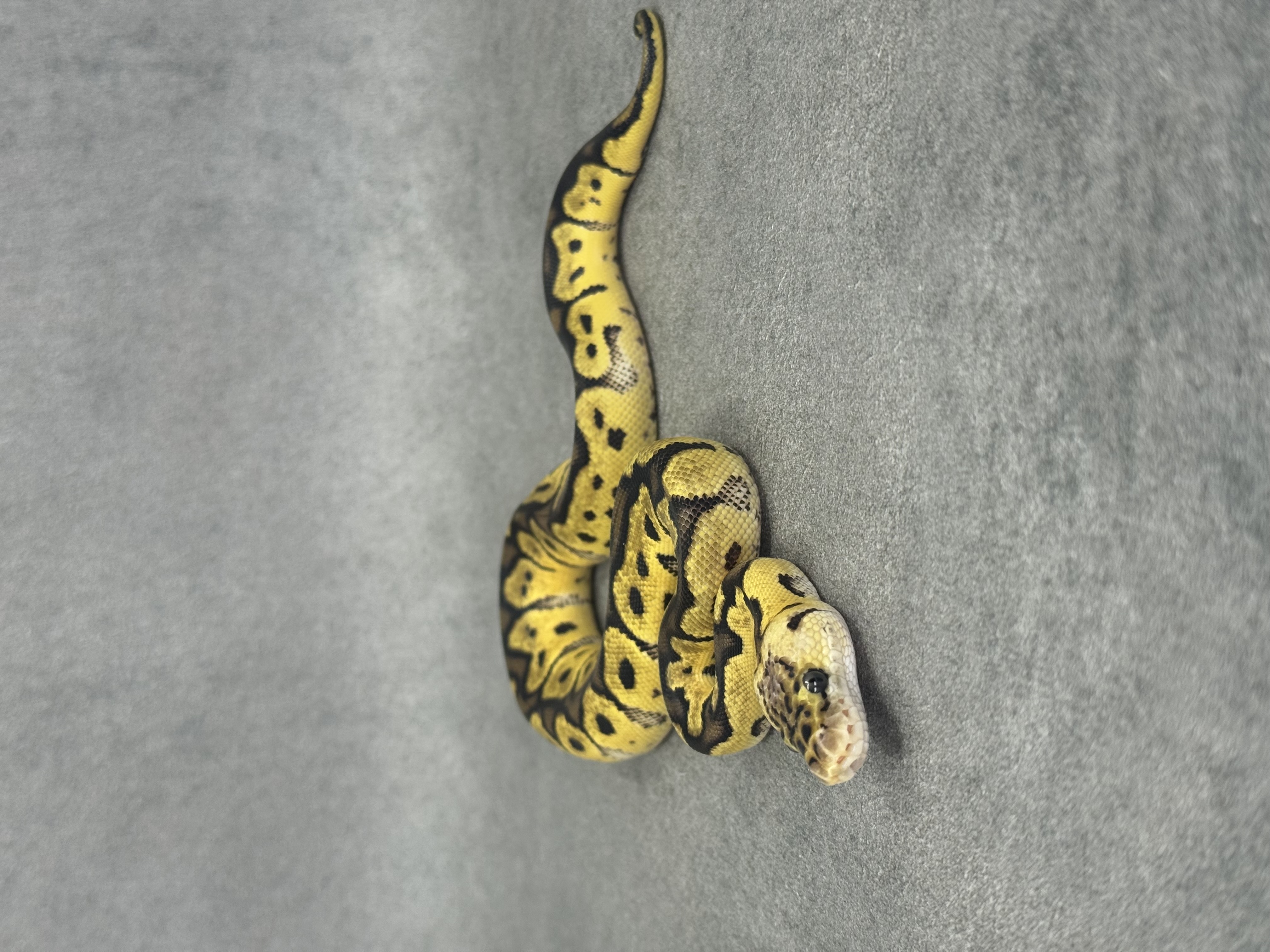 Pastel Clown Het Desert Ghost