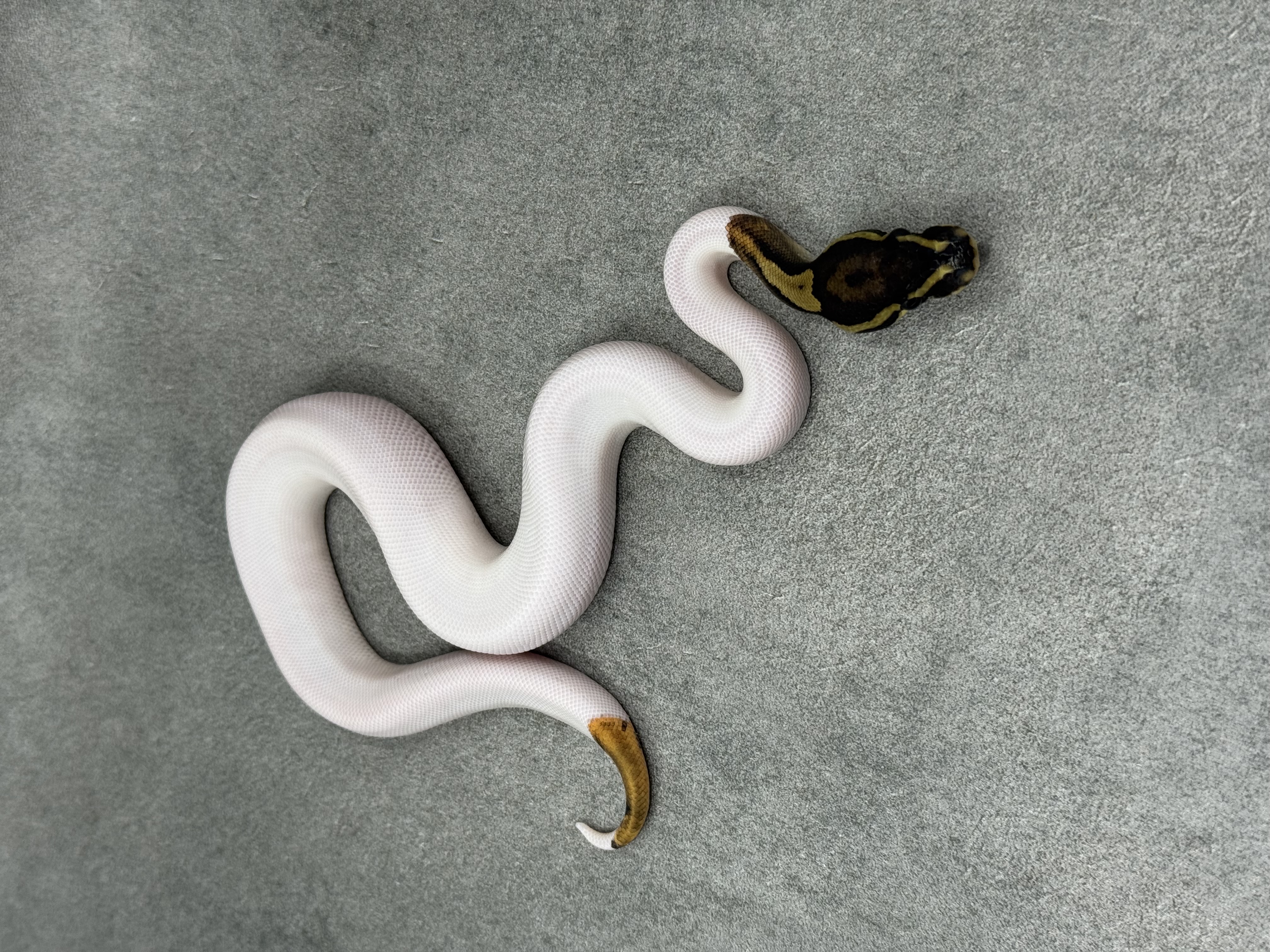 Leopard Piebald 2