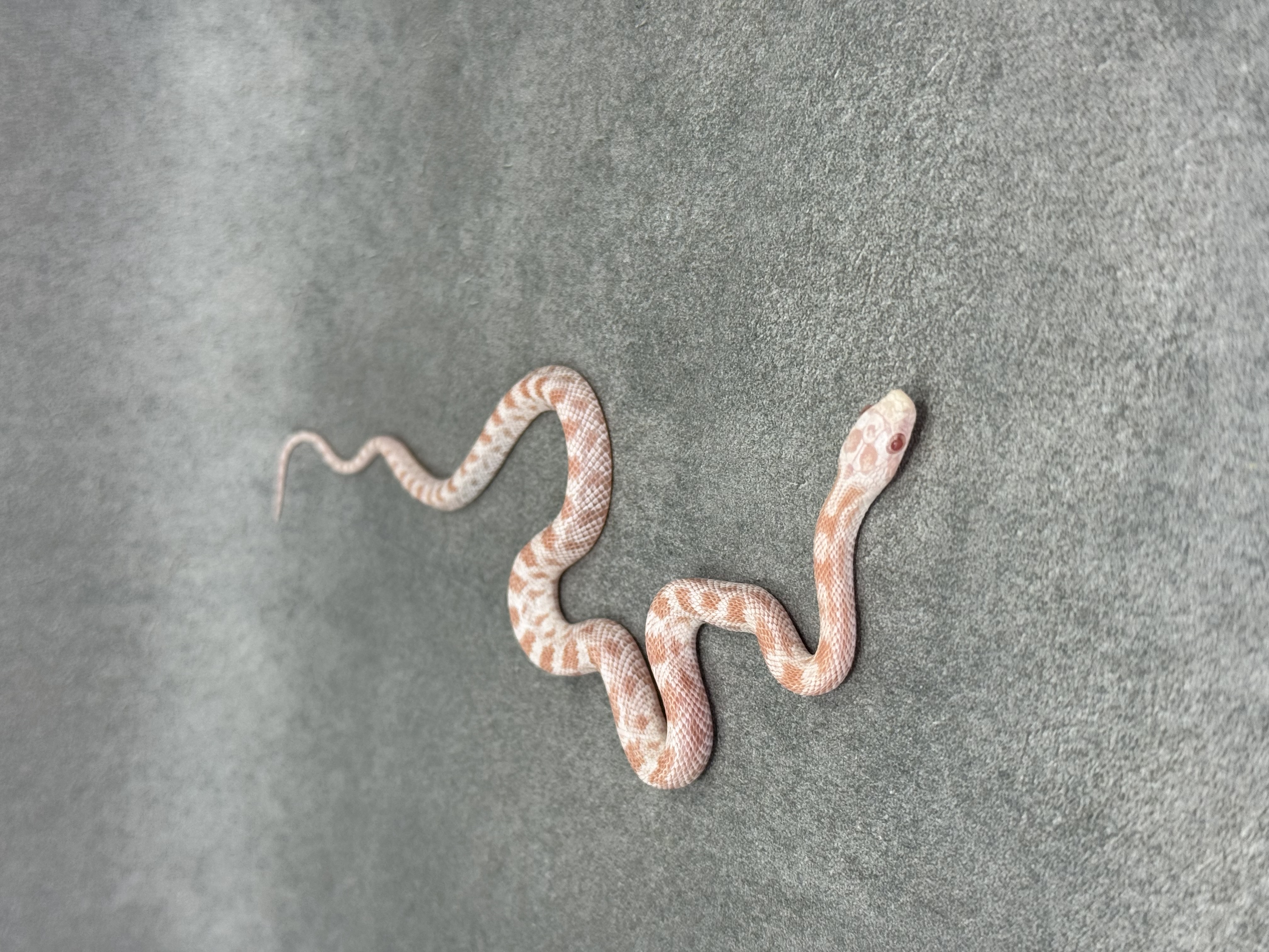 Pepermint Het Dilute Motley 2