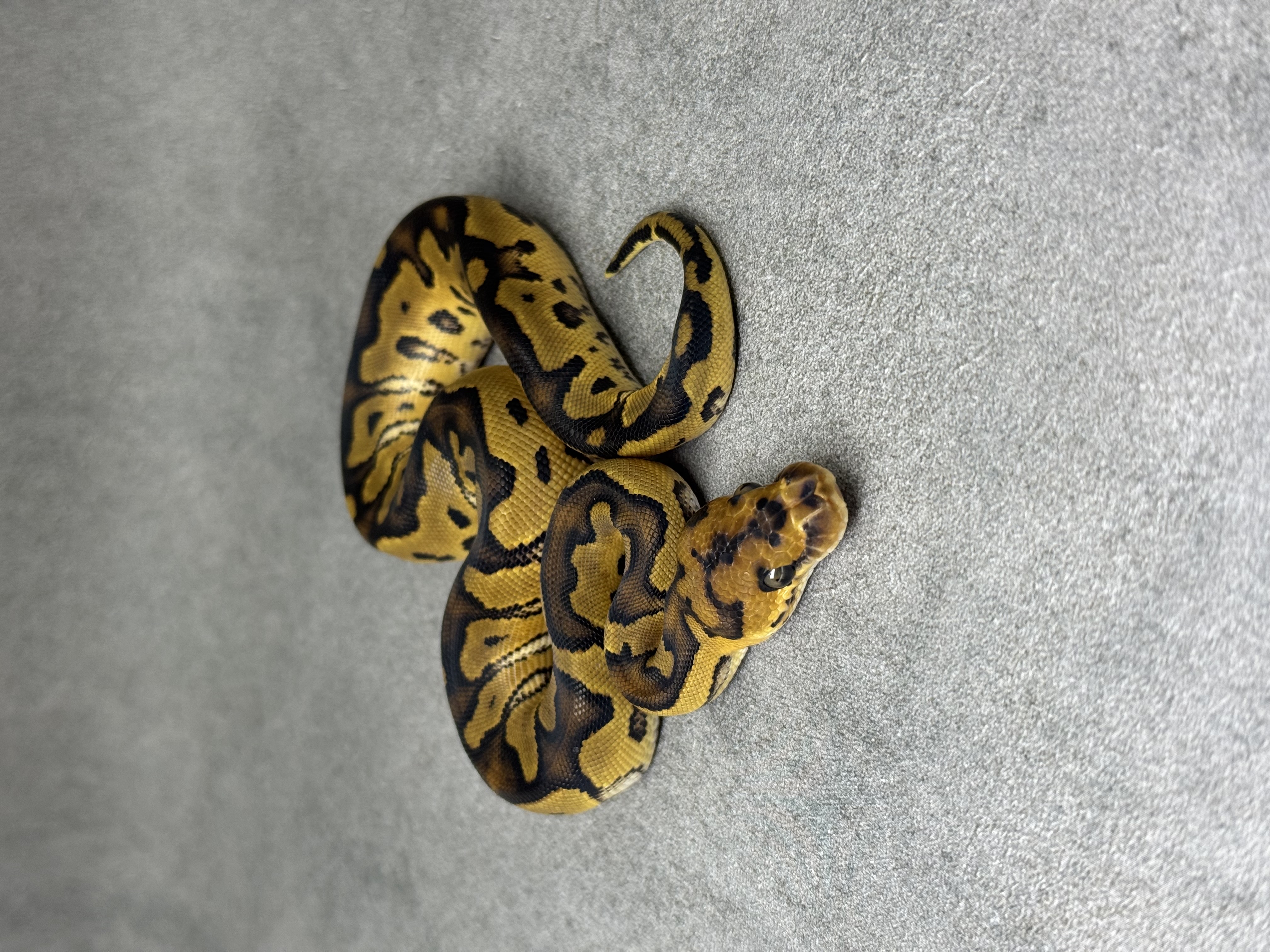 Yellow Belly Clown 5