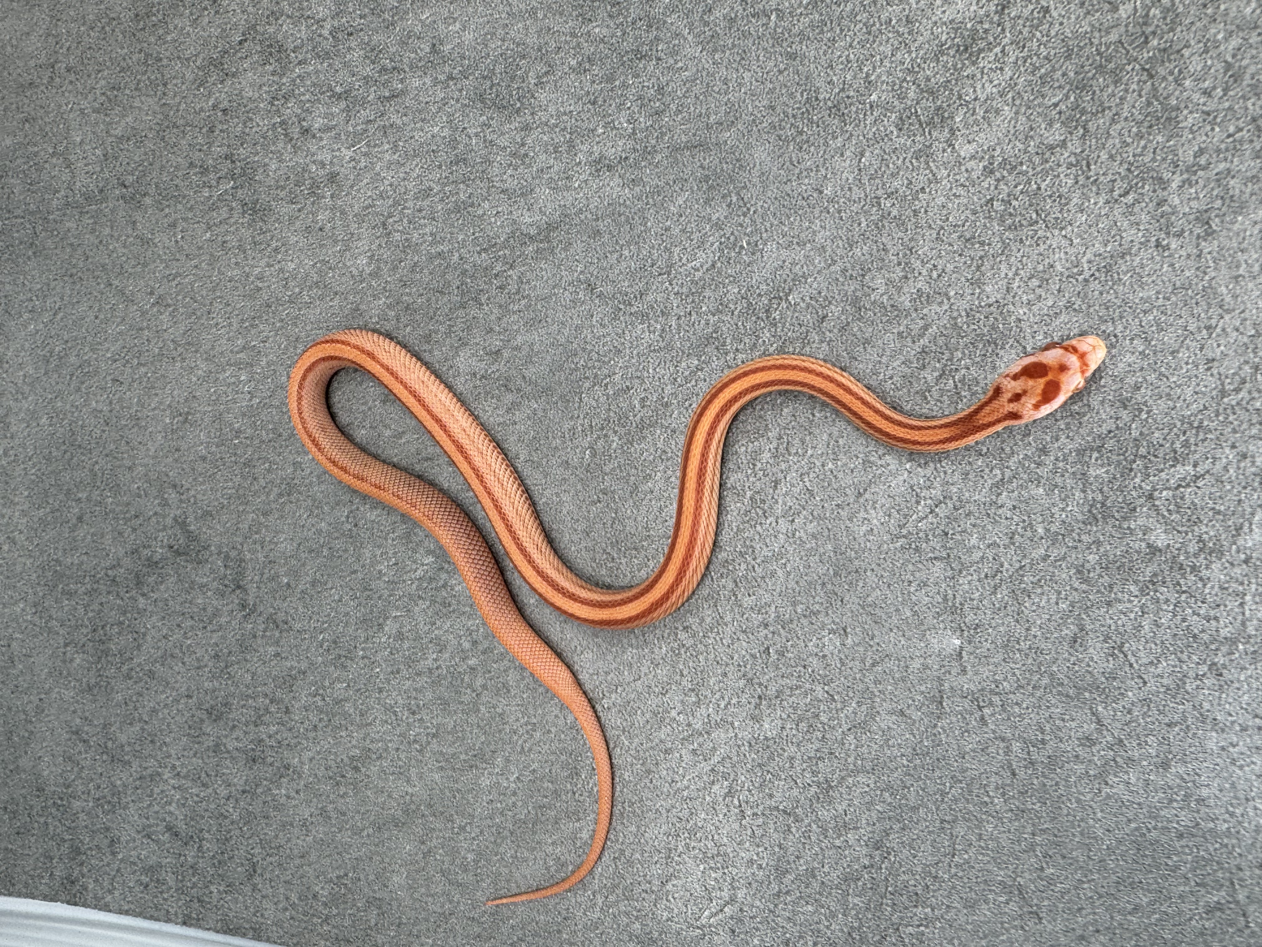 Amel Stripe Het Caramel Hypo 3