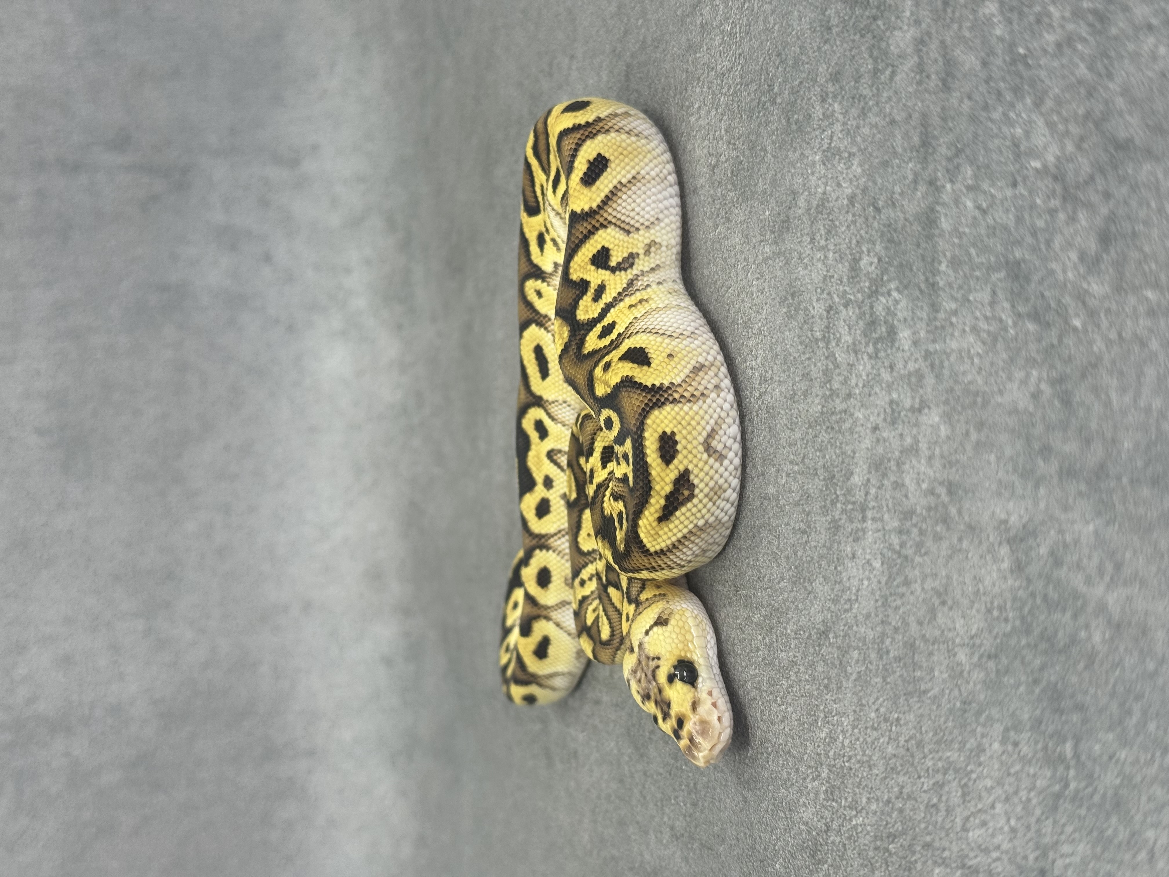 Pastel Enchi Spotnose Clown Poss Fire 3