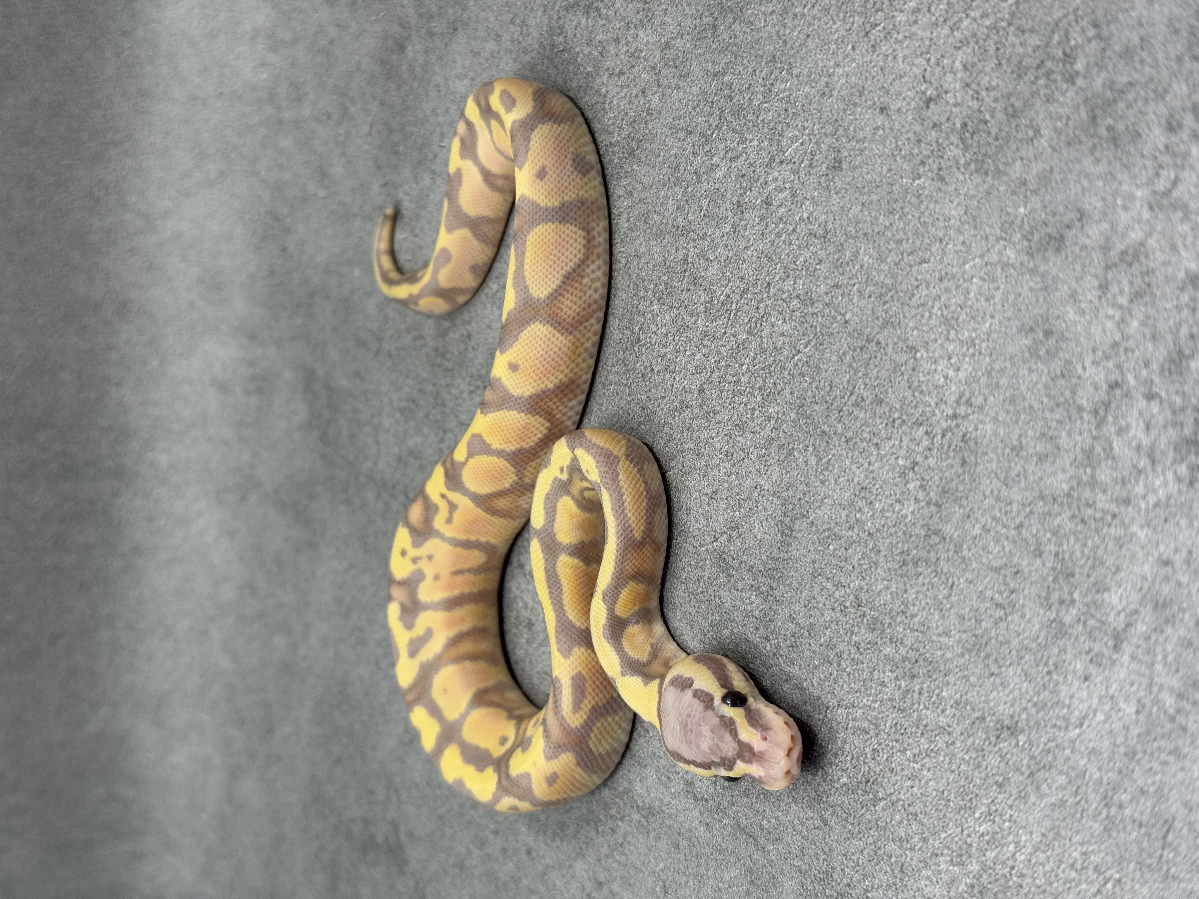 Chocolate Banana Pastel Het Clown