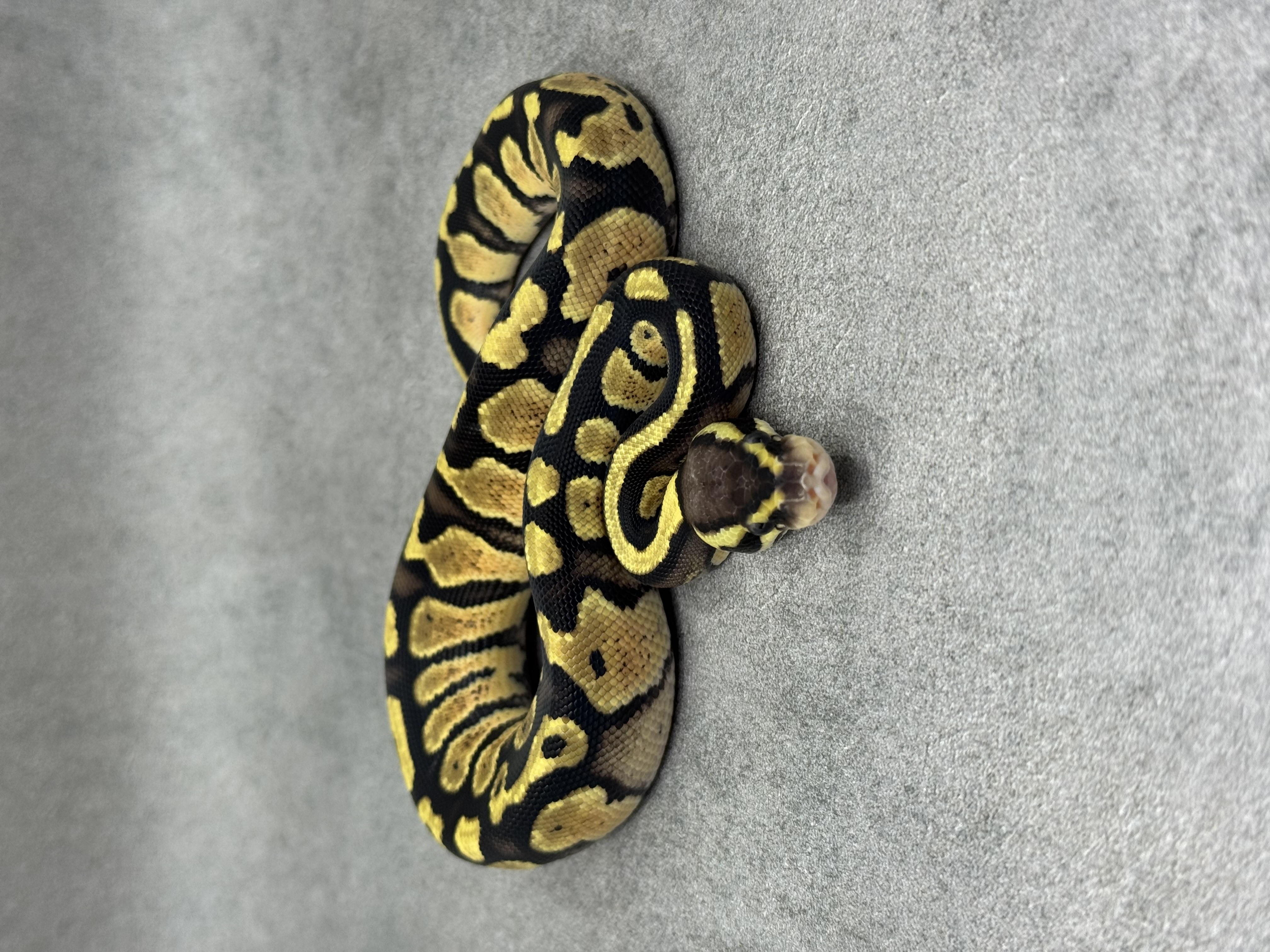 Pastel Panther Het Piebald 3