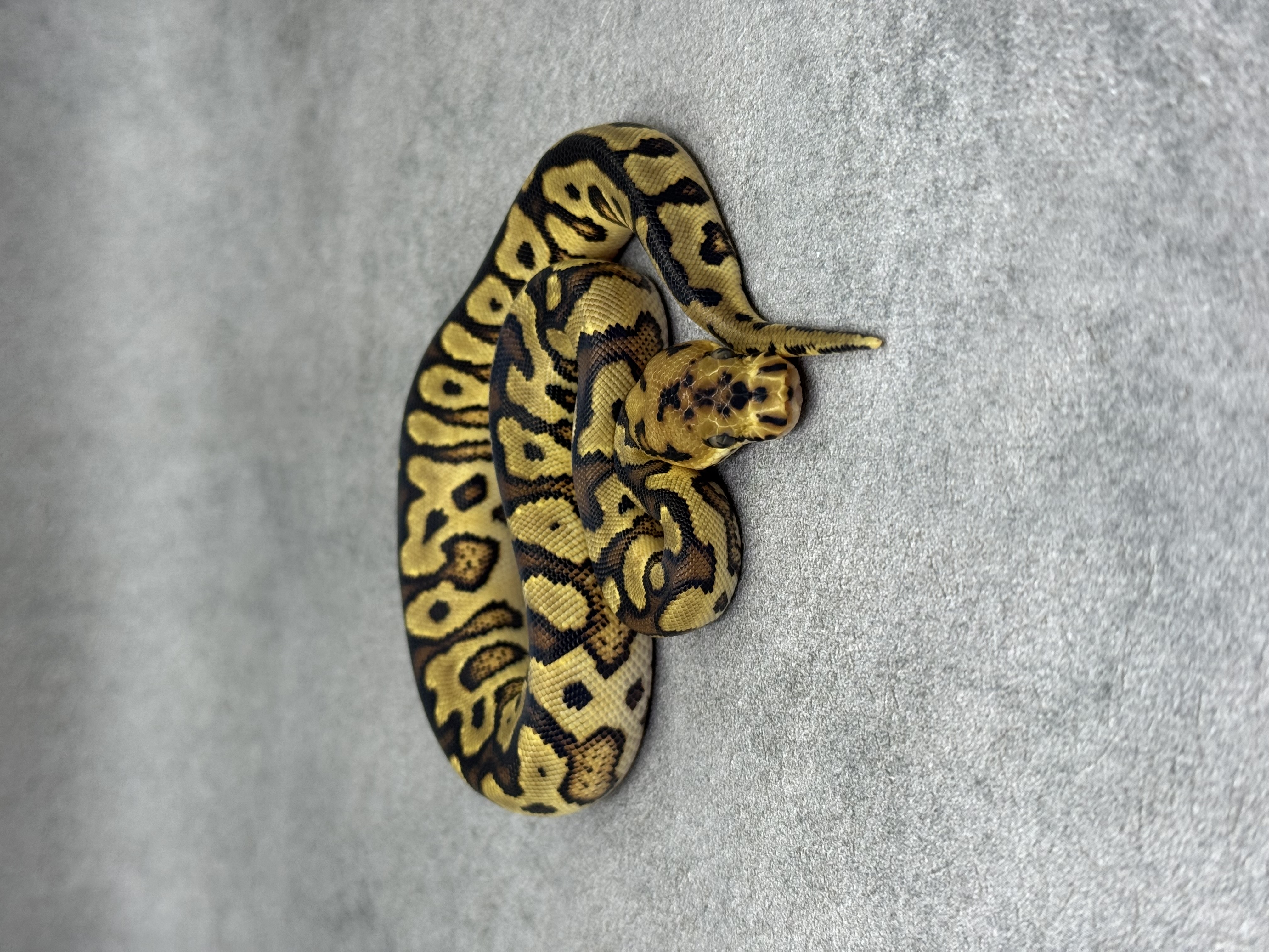 Yellow Belly Spotnose Clown