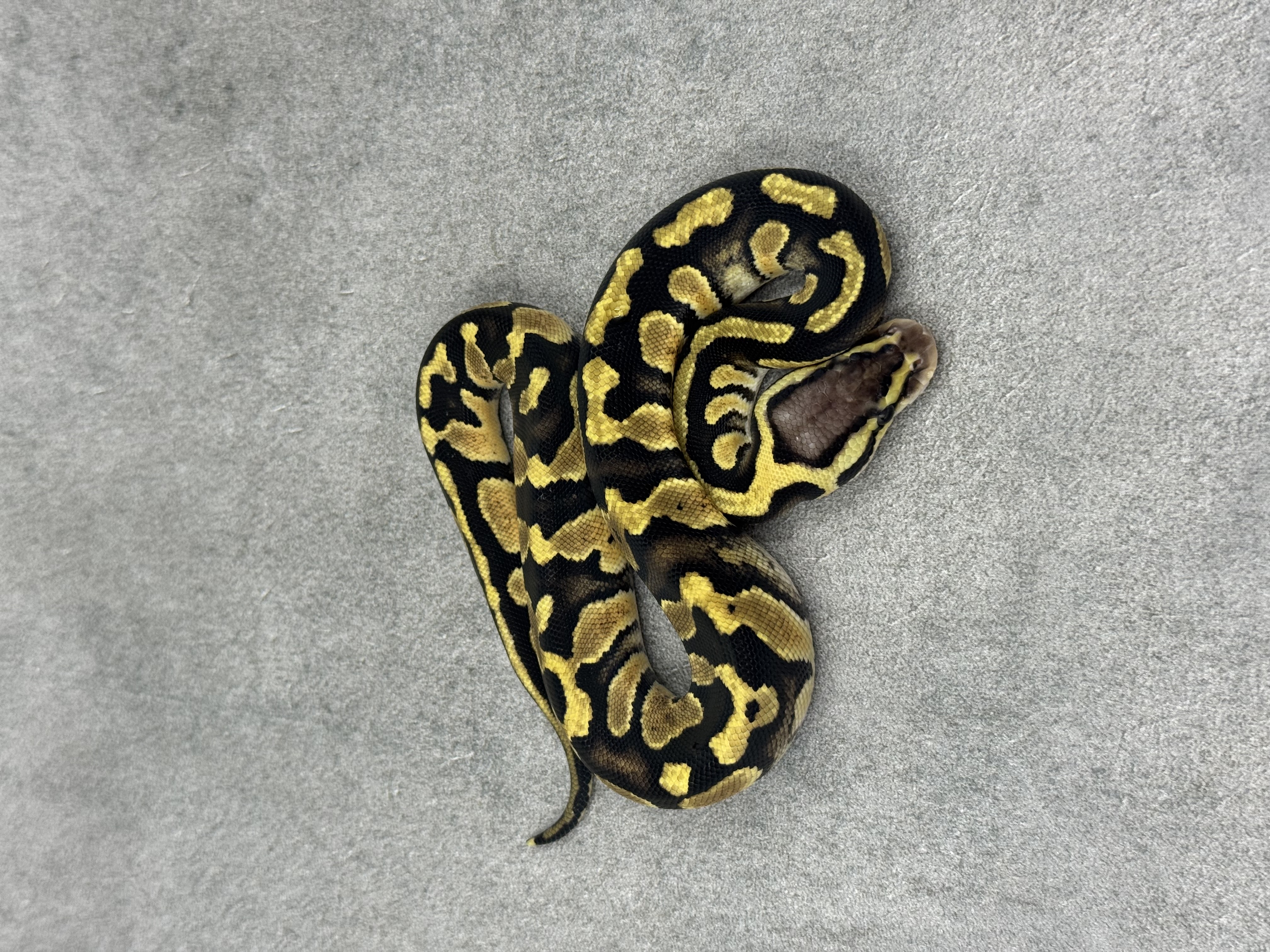 Chocolate Pastel Het Clown 3