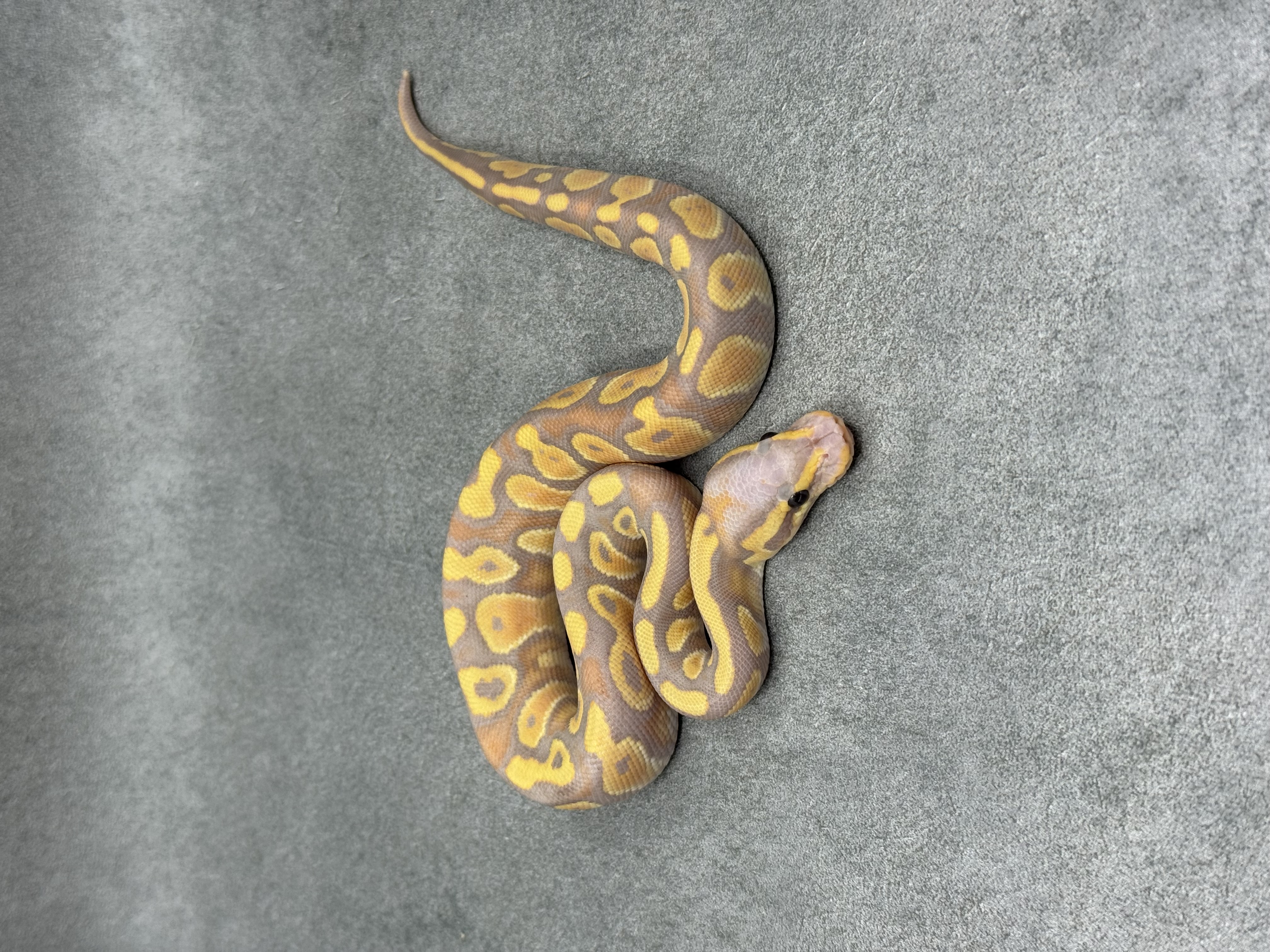 Chocolate Banana Het Clown 3