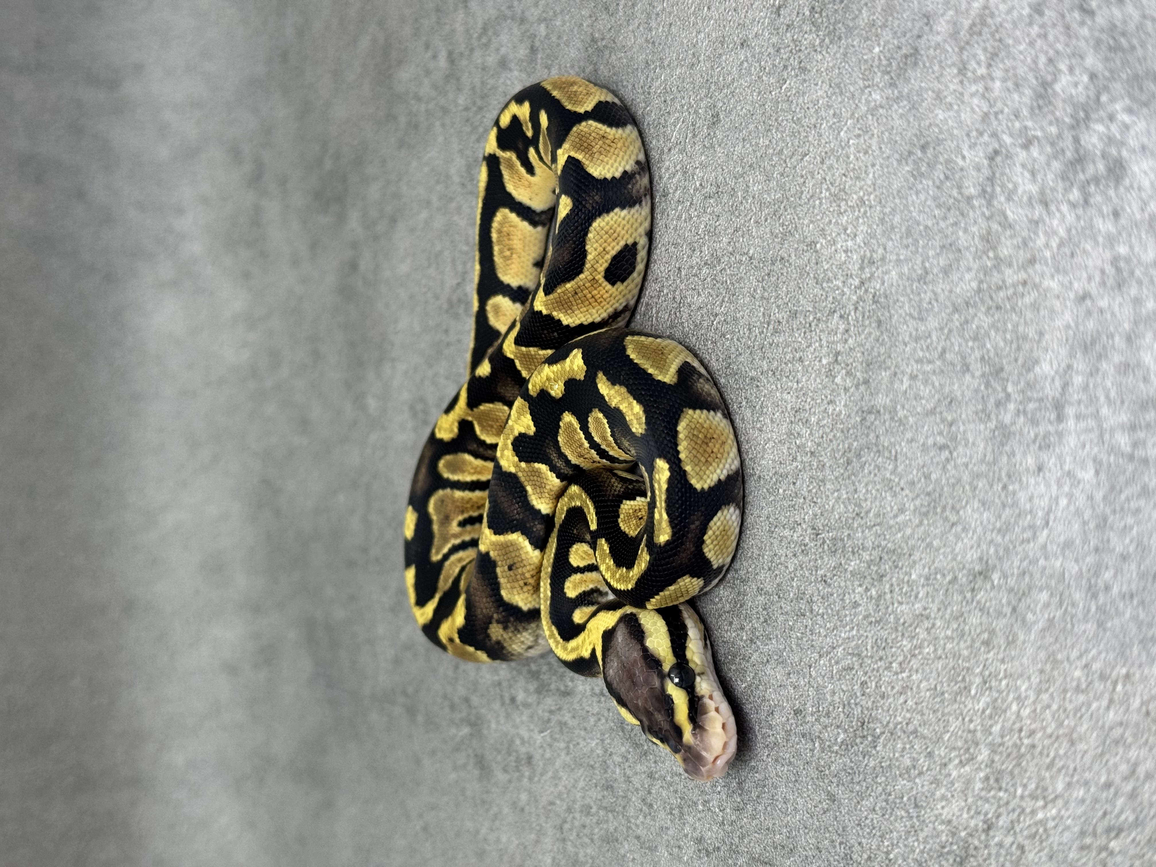 Chocolate Pastel Het Clown