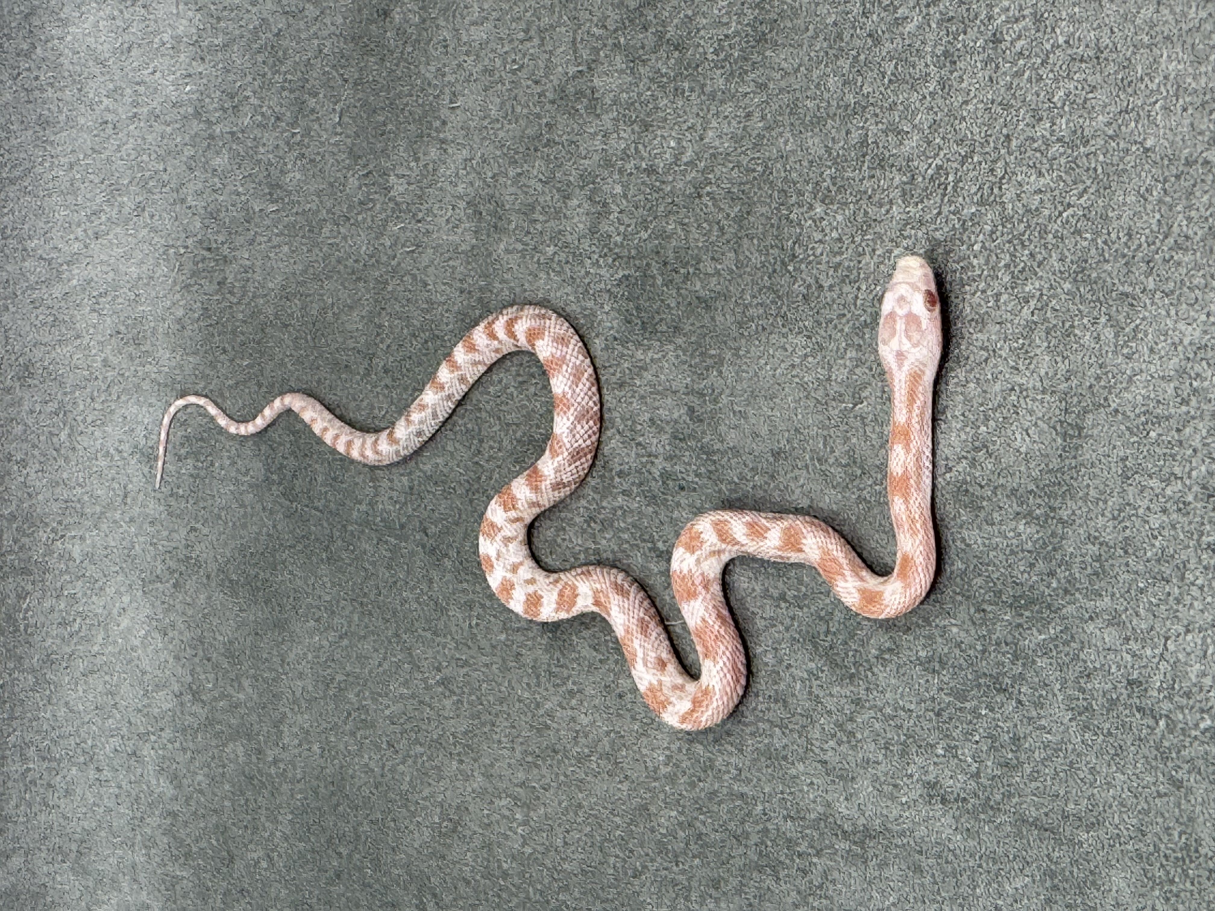 Pepermint Het Dilute Motley 4