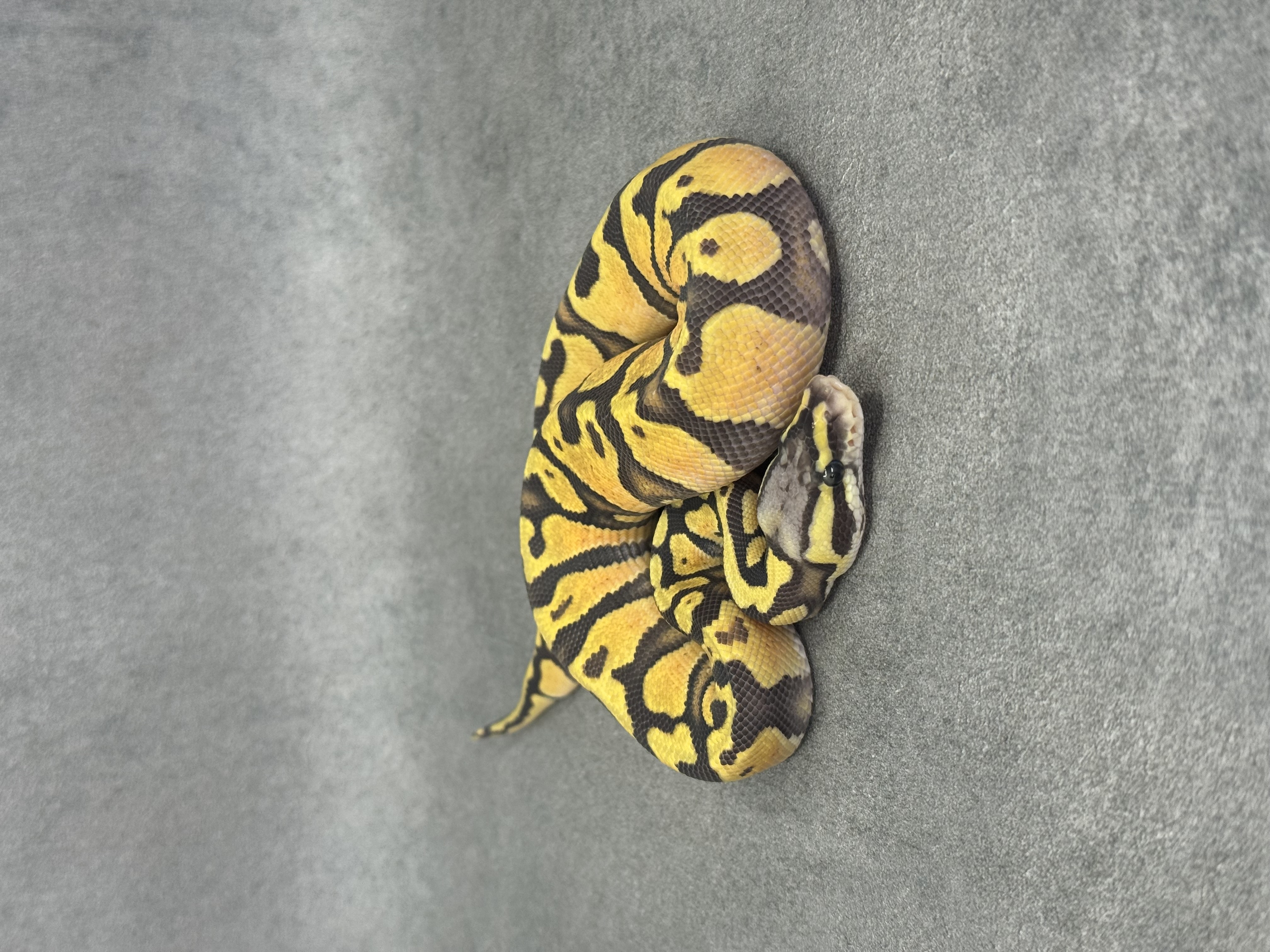 Pastel Jaguar Hypo Poss Enchi 2