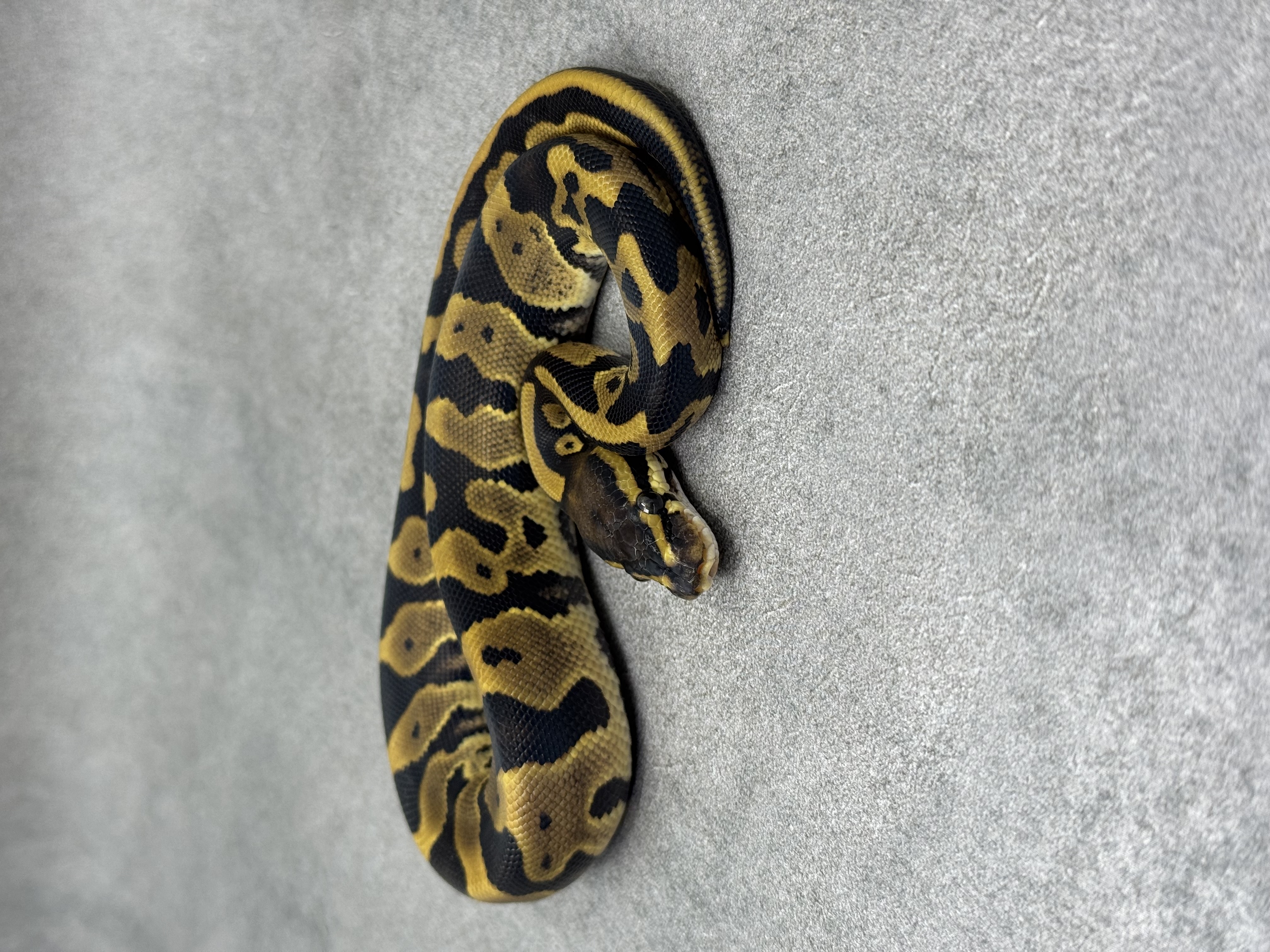 Panther Leopard Het Piebald 2