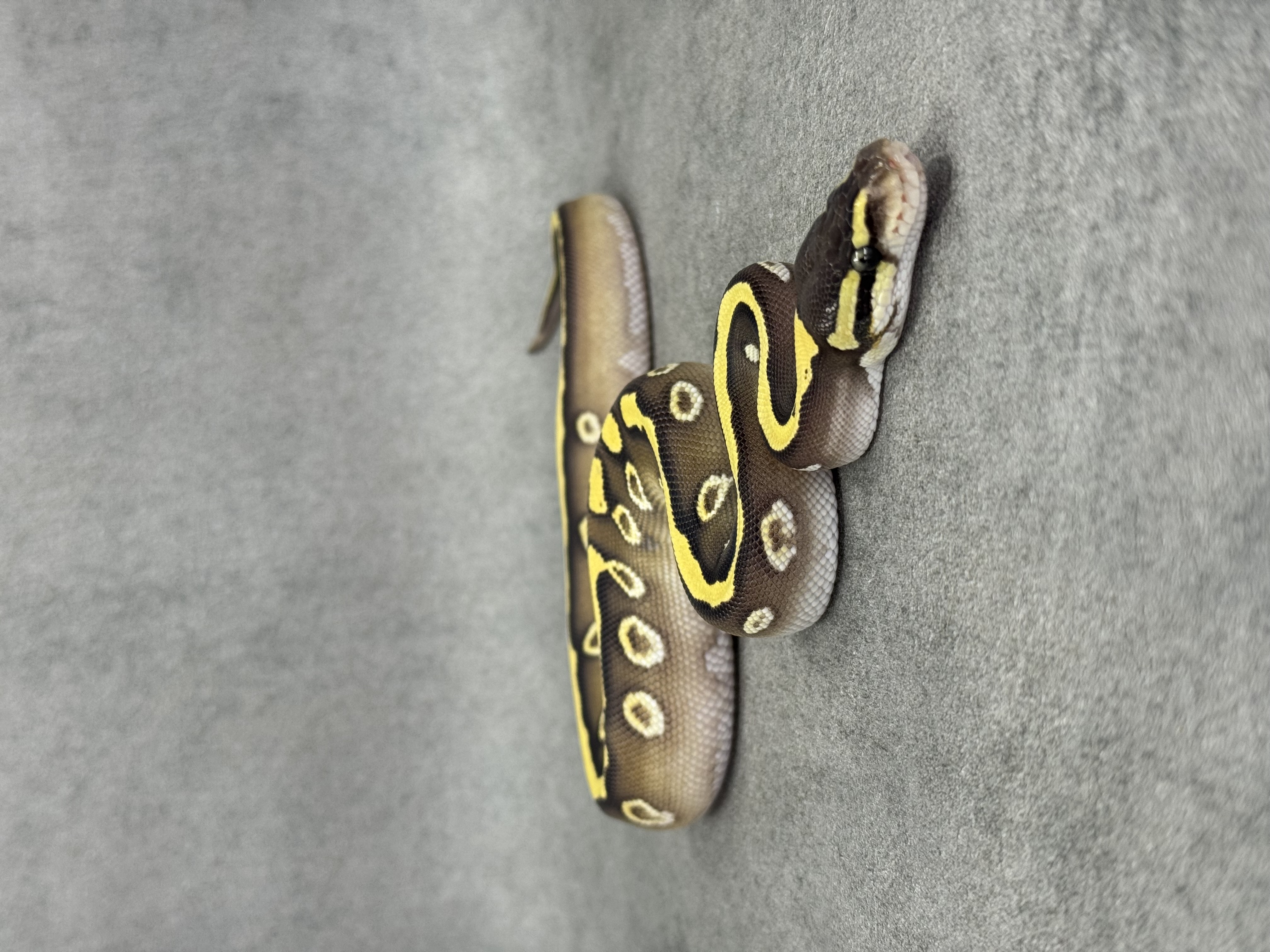 Mojave Het Desert Ghost 5