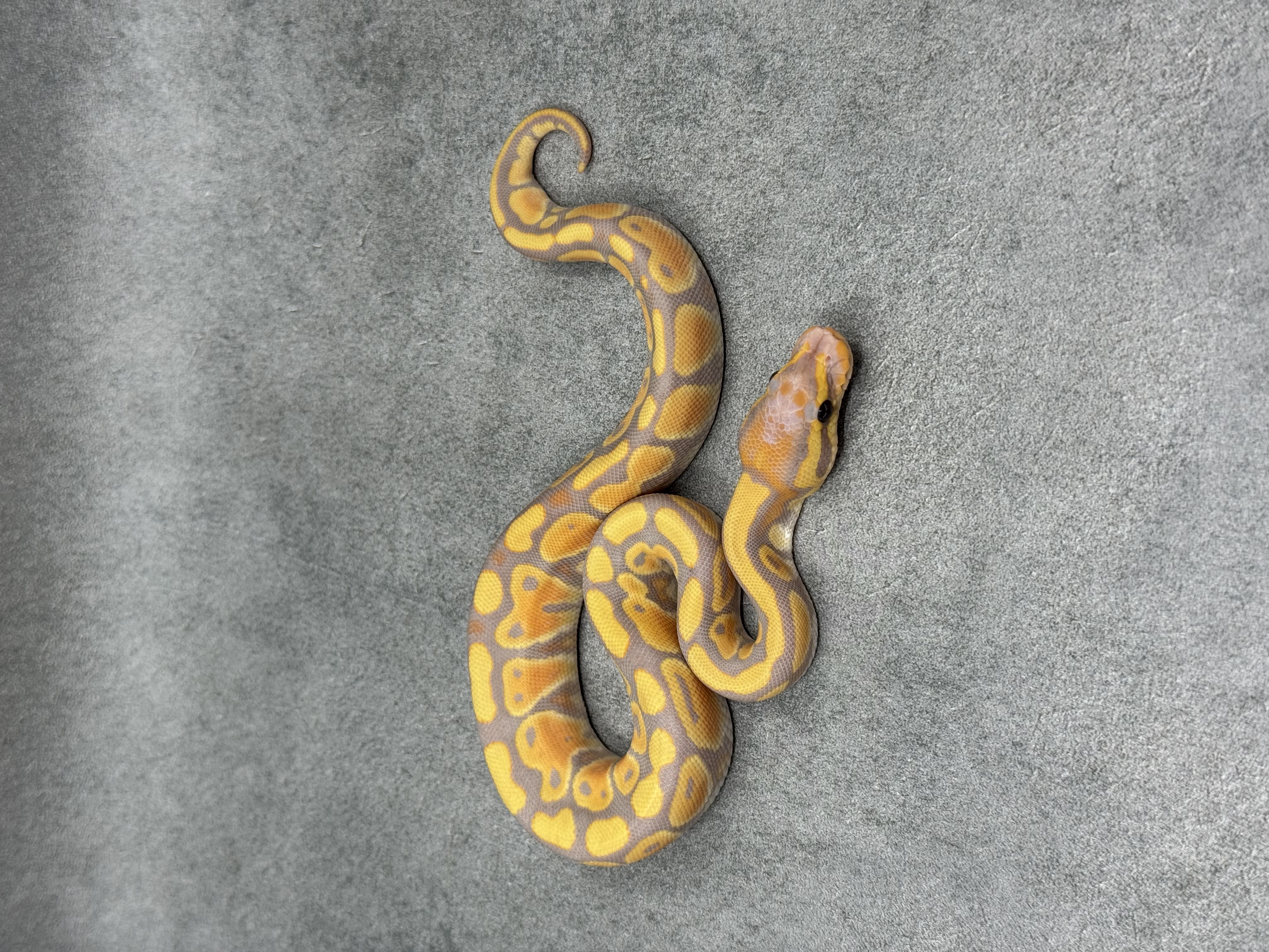 Banana Het Clown 3
