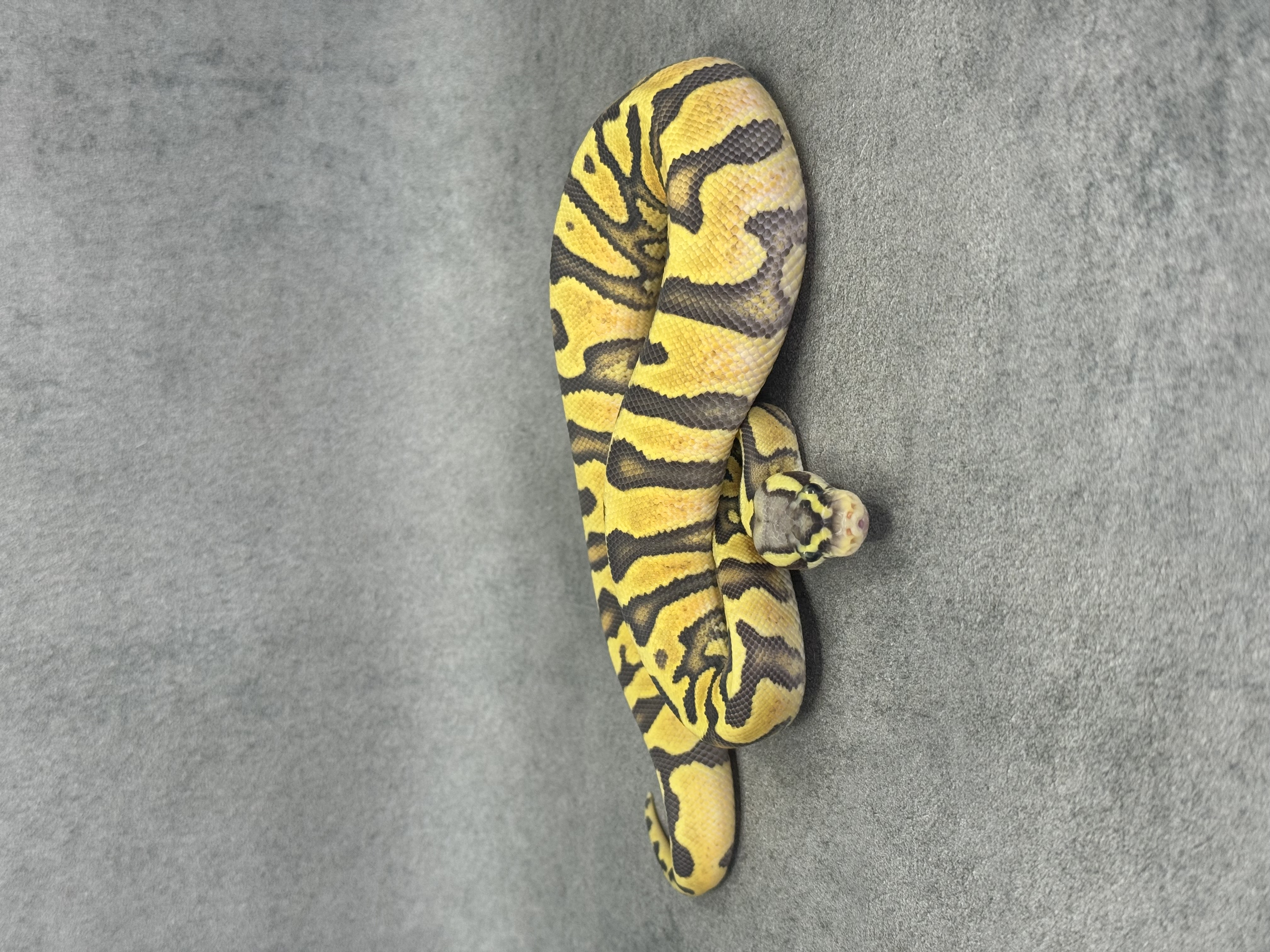 Jaguar Pastel Enchi Hypo Poss Enchi