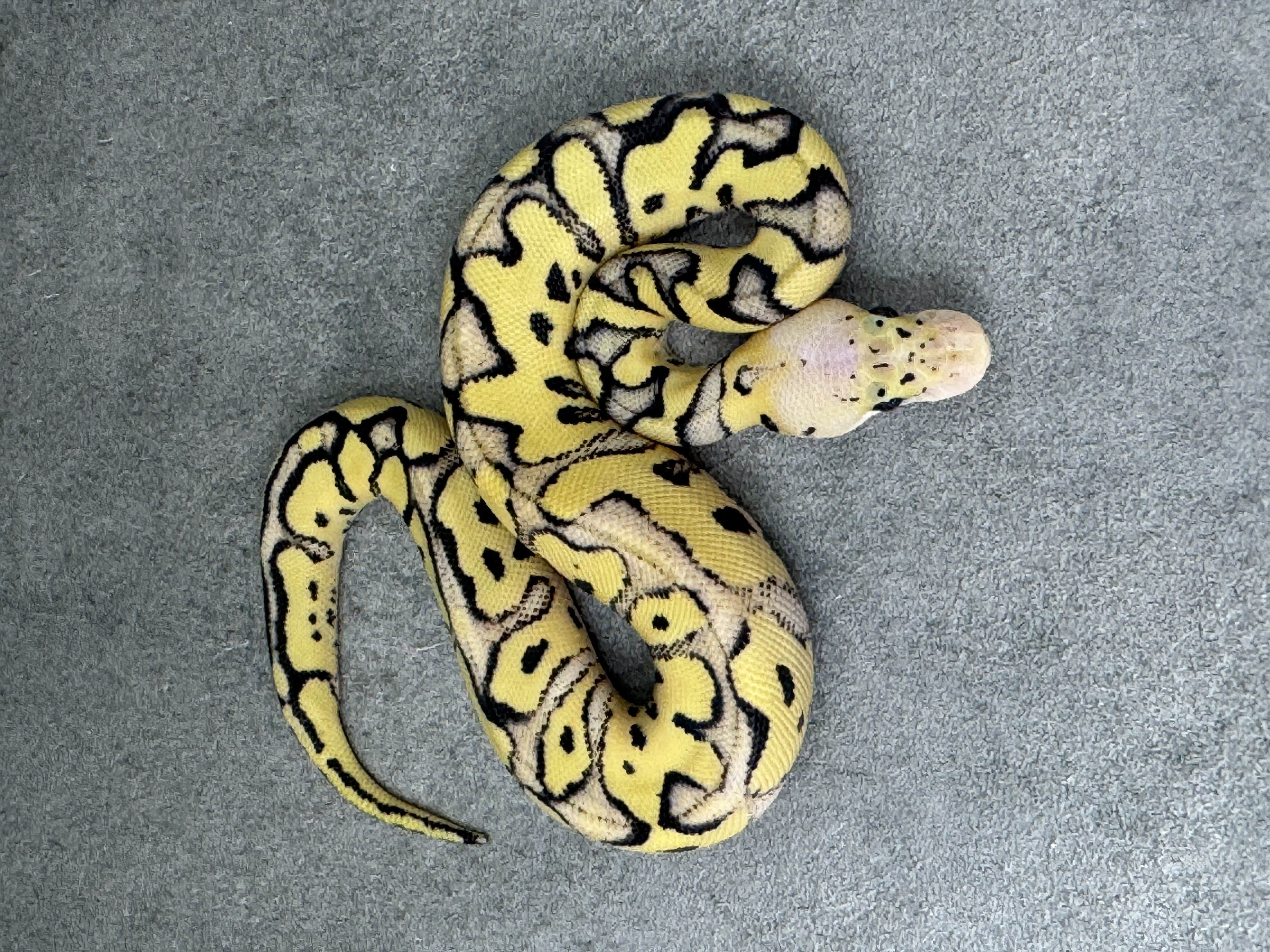 Pastel Desert Ghost Clown 4