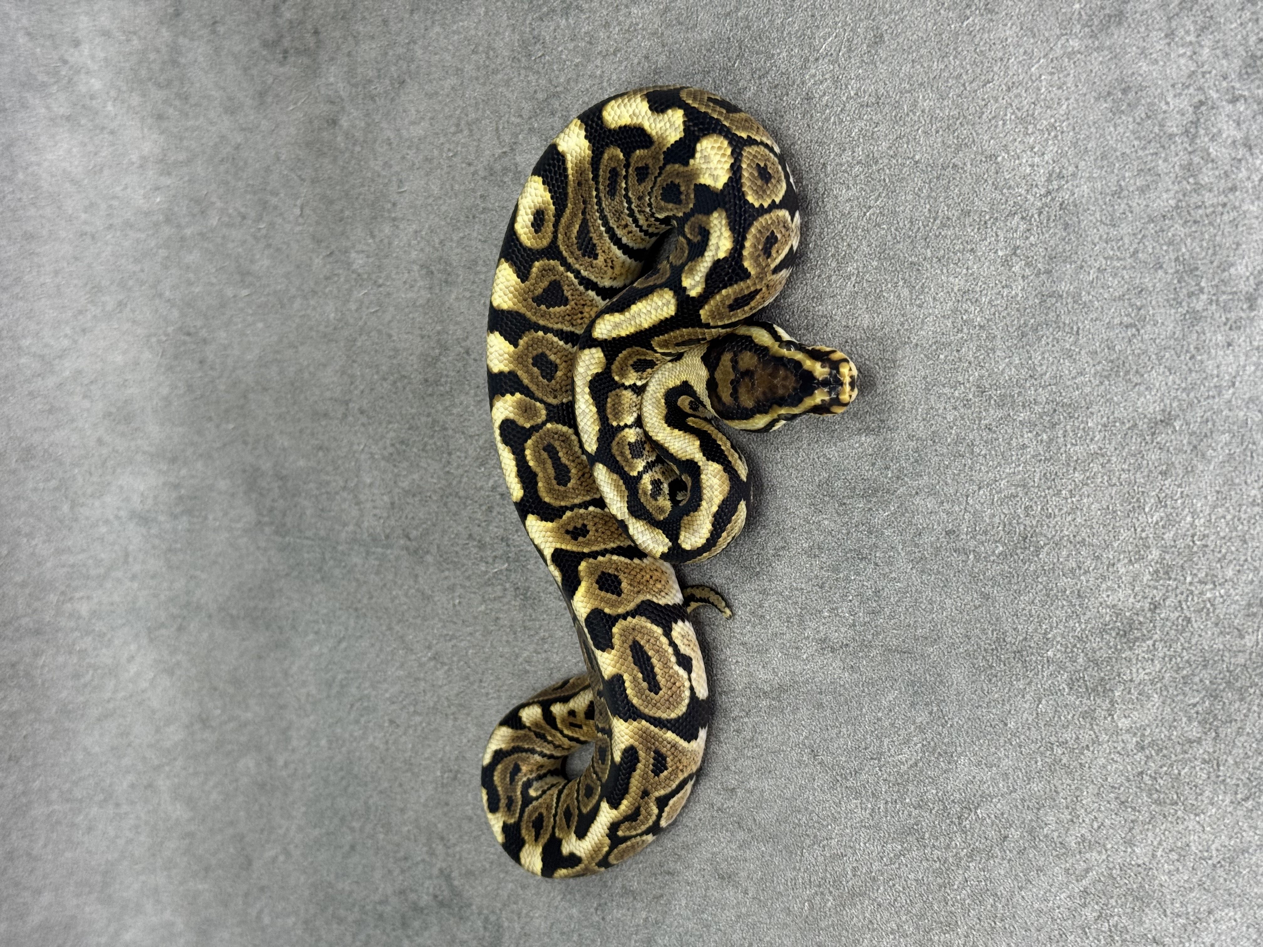 Spotnose Het Clown Het Desert Ghost