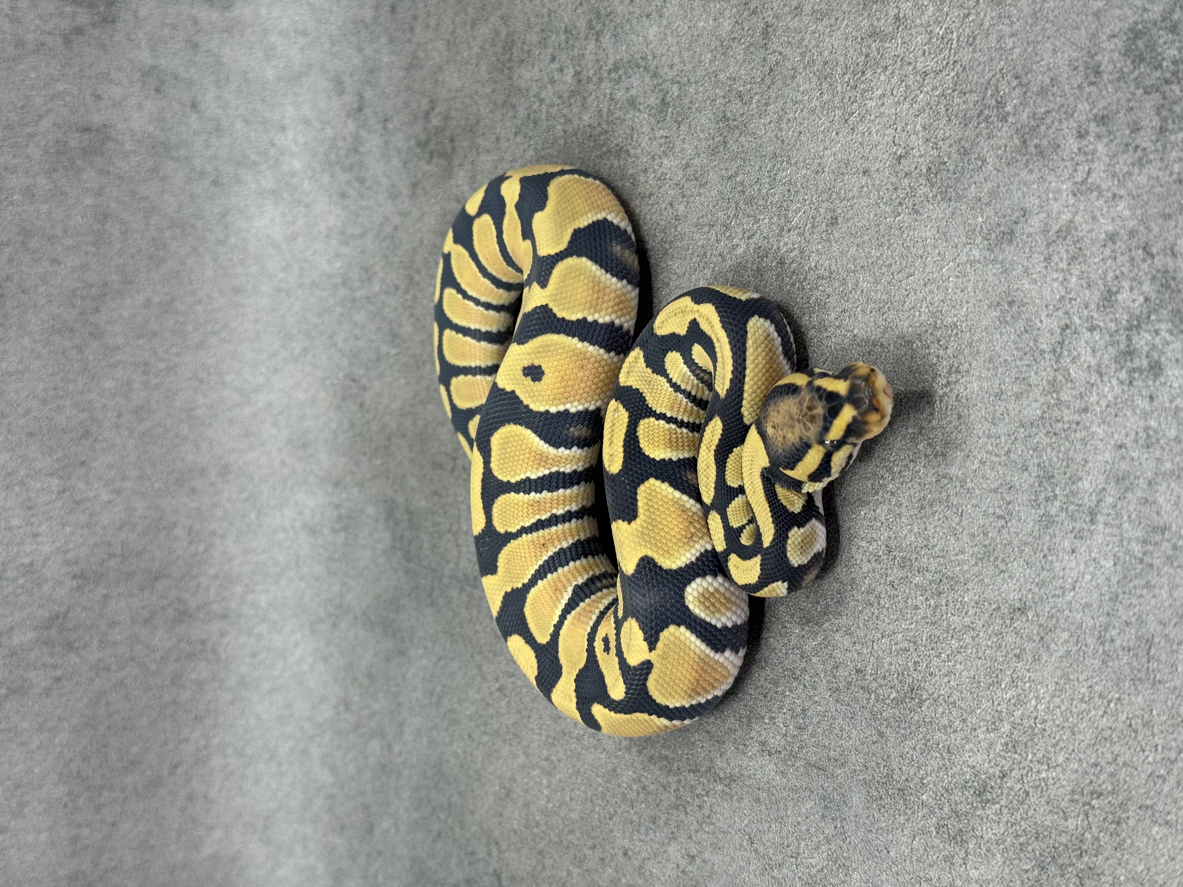 Orange Dream Desert Ghost 6