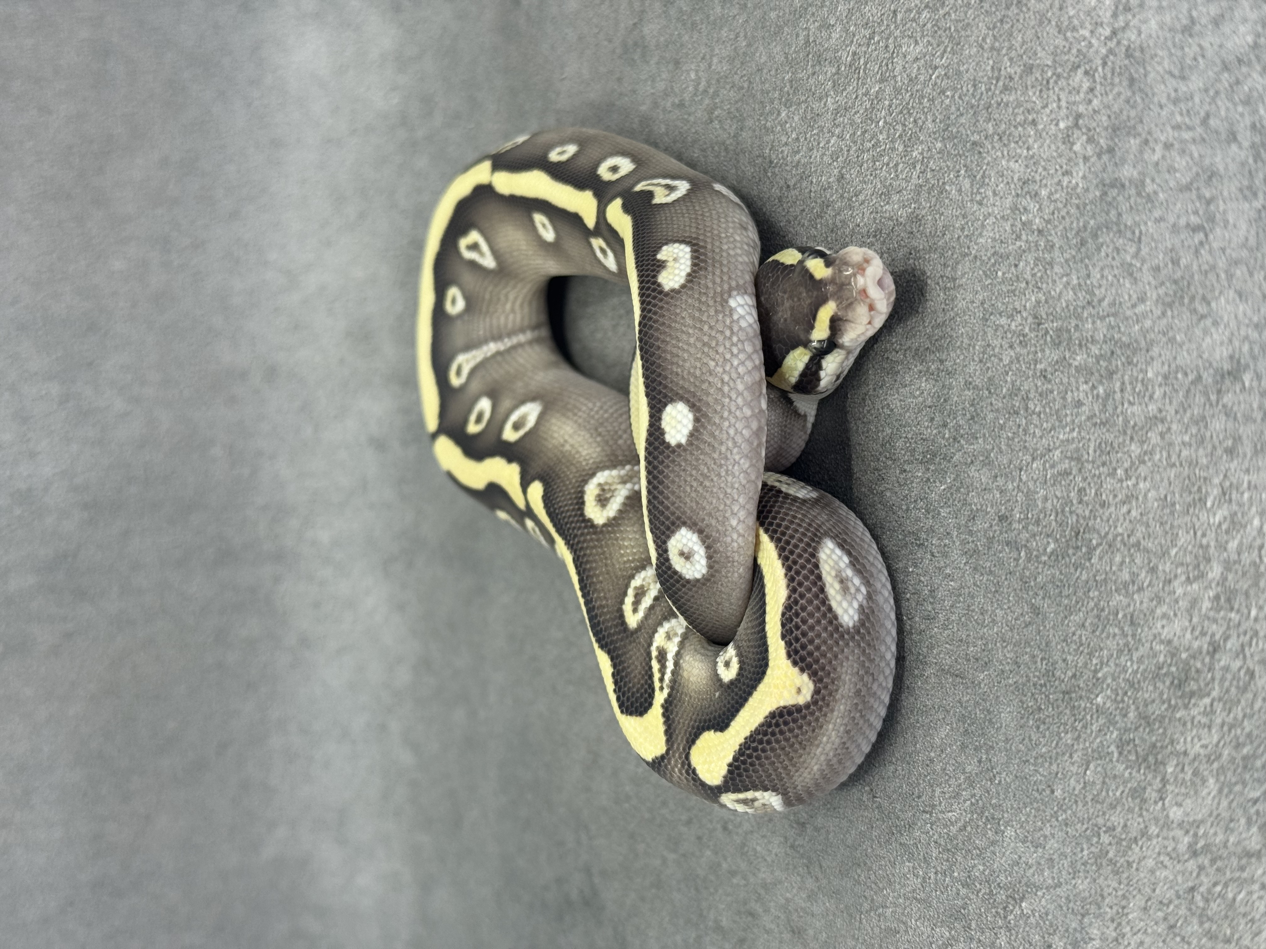Ghi Mojave Desert Ghost