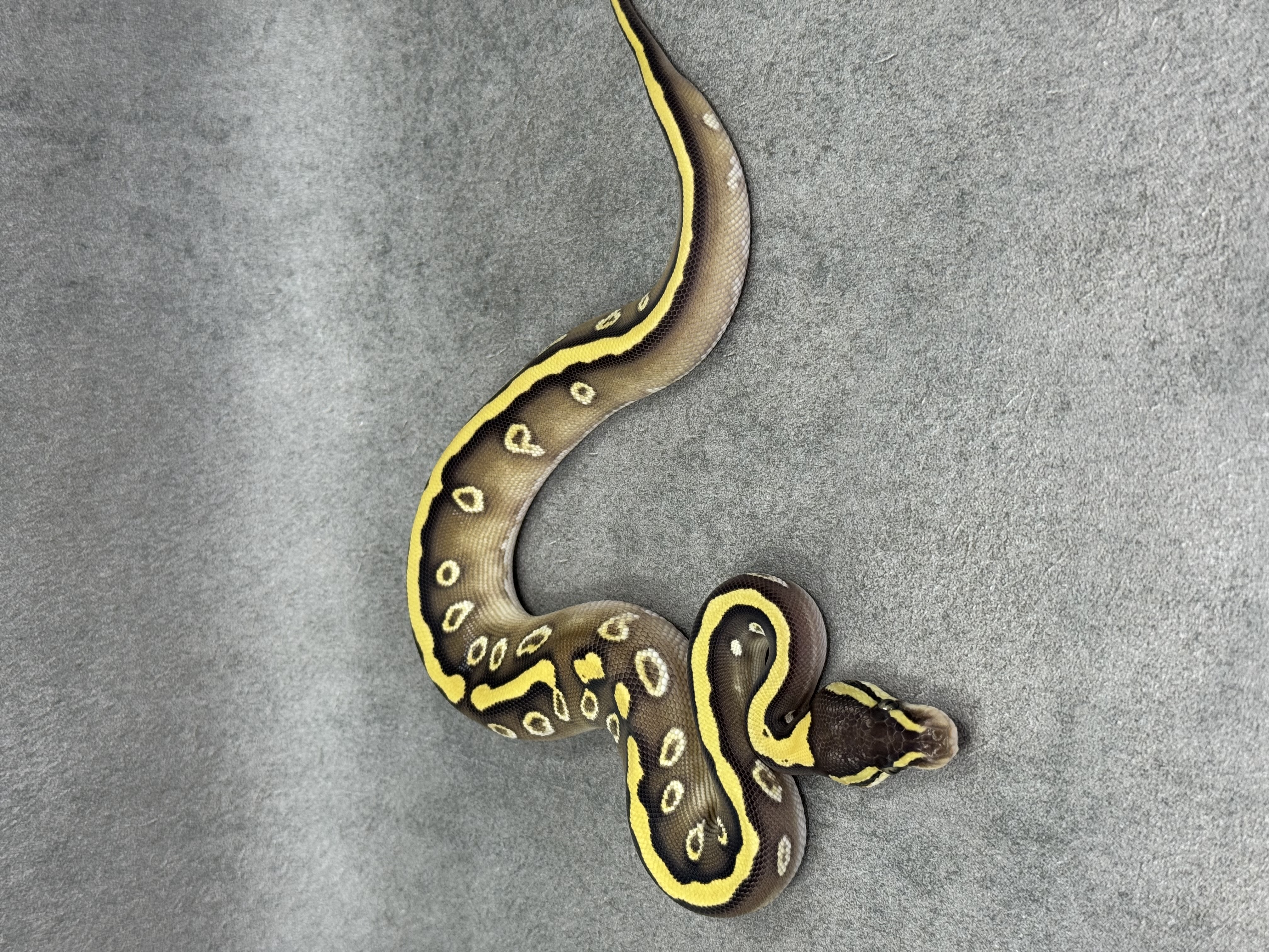Mojave Het Desert Ghost 4