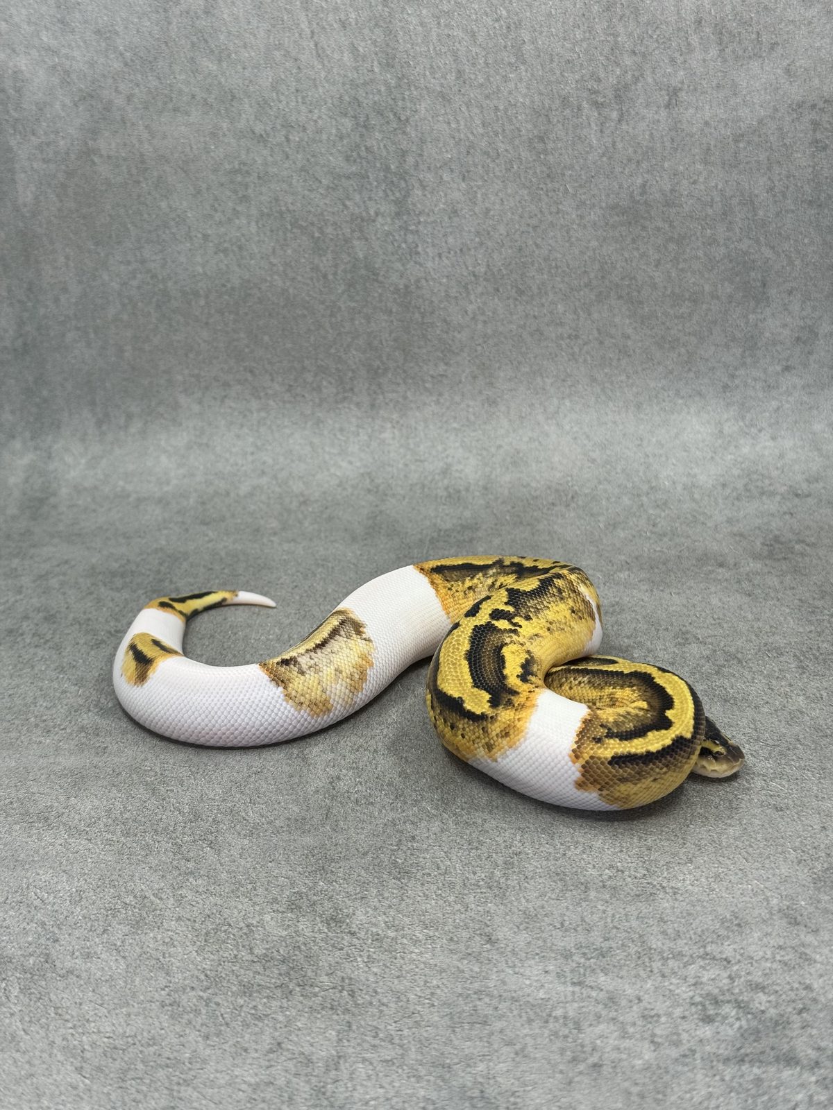 Pastel Panther Piebald 4
